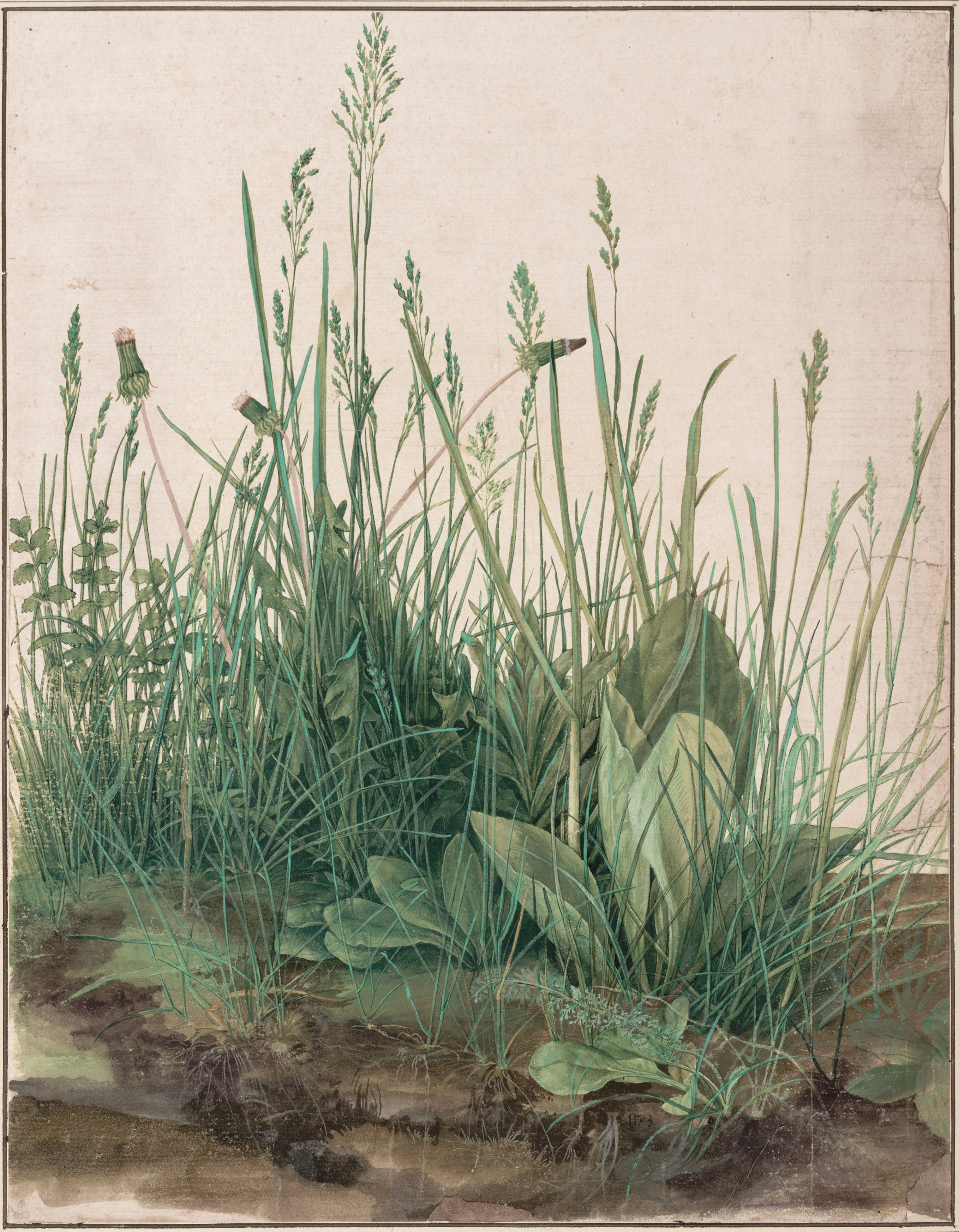 The Large Piece of Turf by Albrecht Dürer
