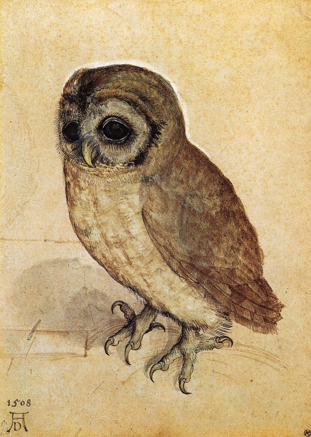 The Little Owl by Albrecht Dürer