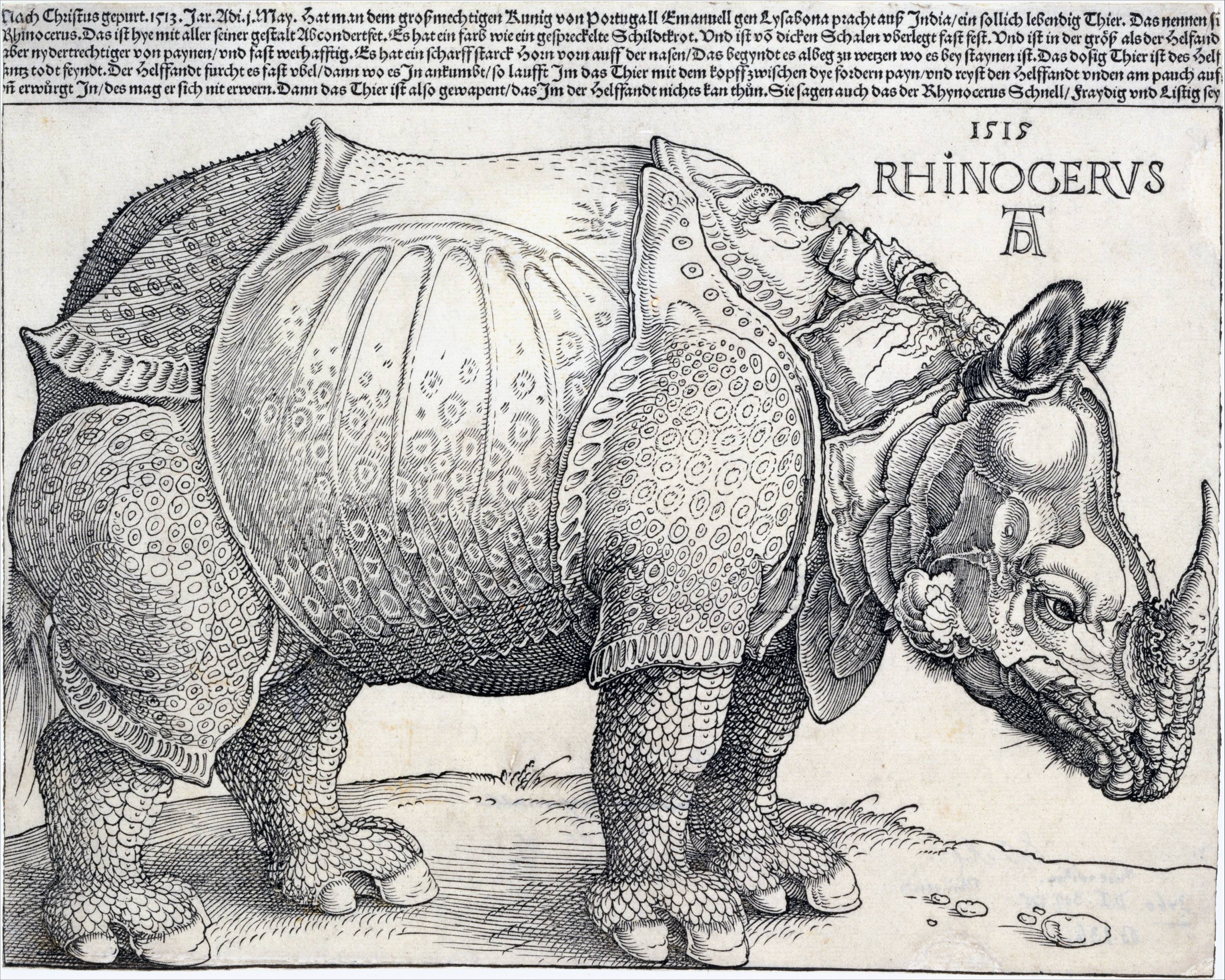 The Rhinoceros by Albrecht Dürer