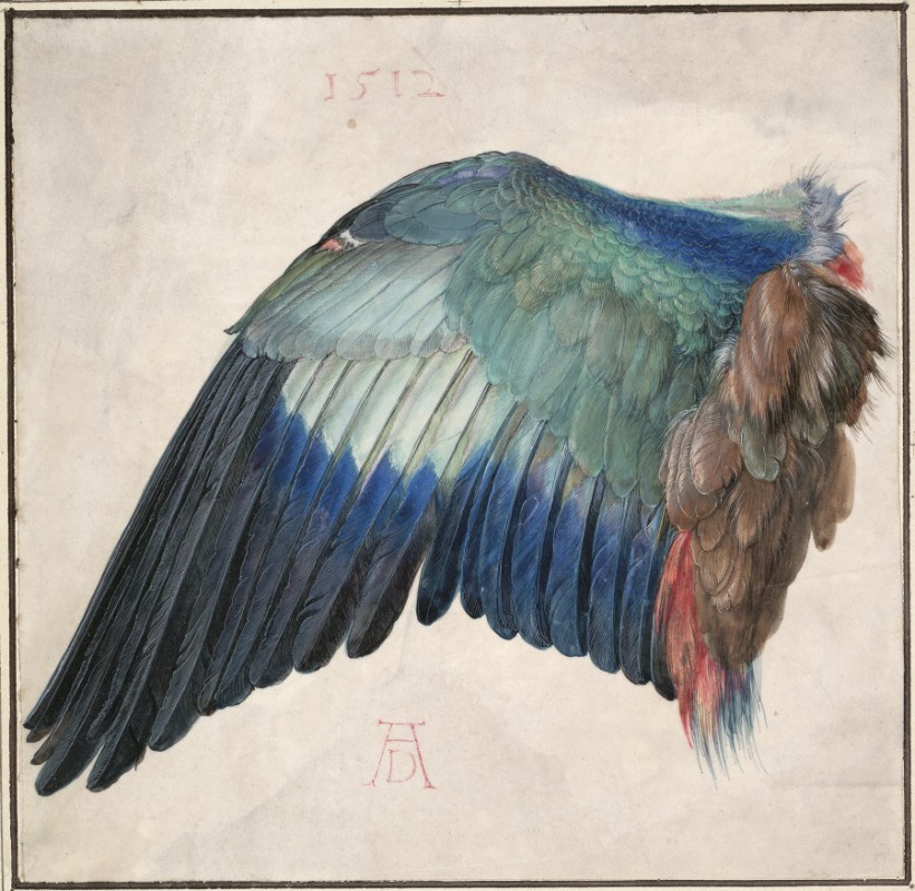 Wing of a Roller by Albrecht Dürer
