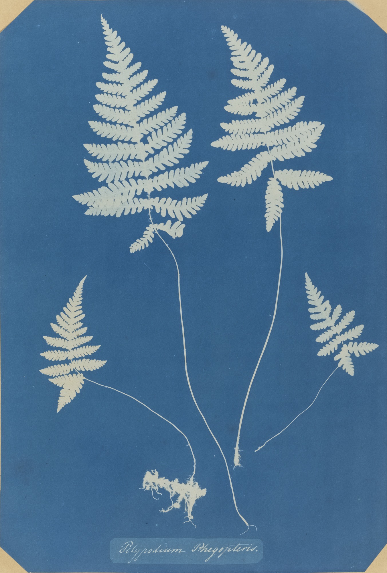 Polypodium Phegopteris (Northern beech fern) by Anna Atkins
