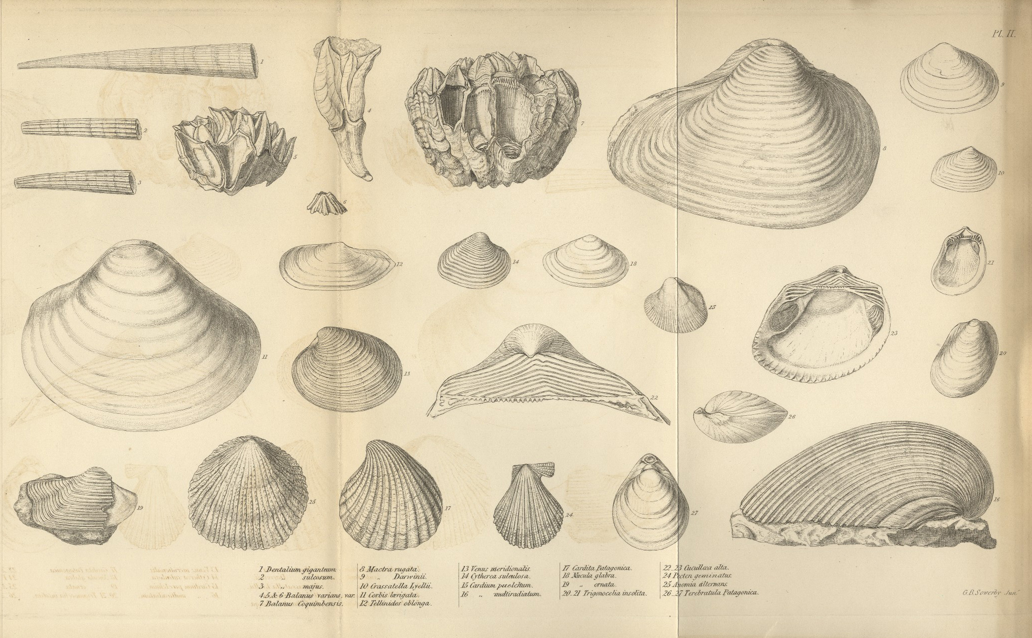 Geological observations on South America — Plate 2 by Charles Darwin