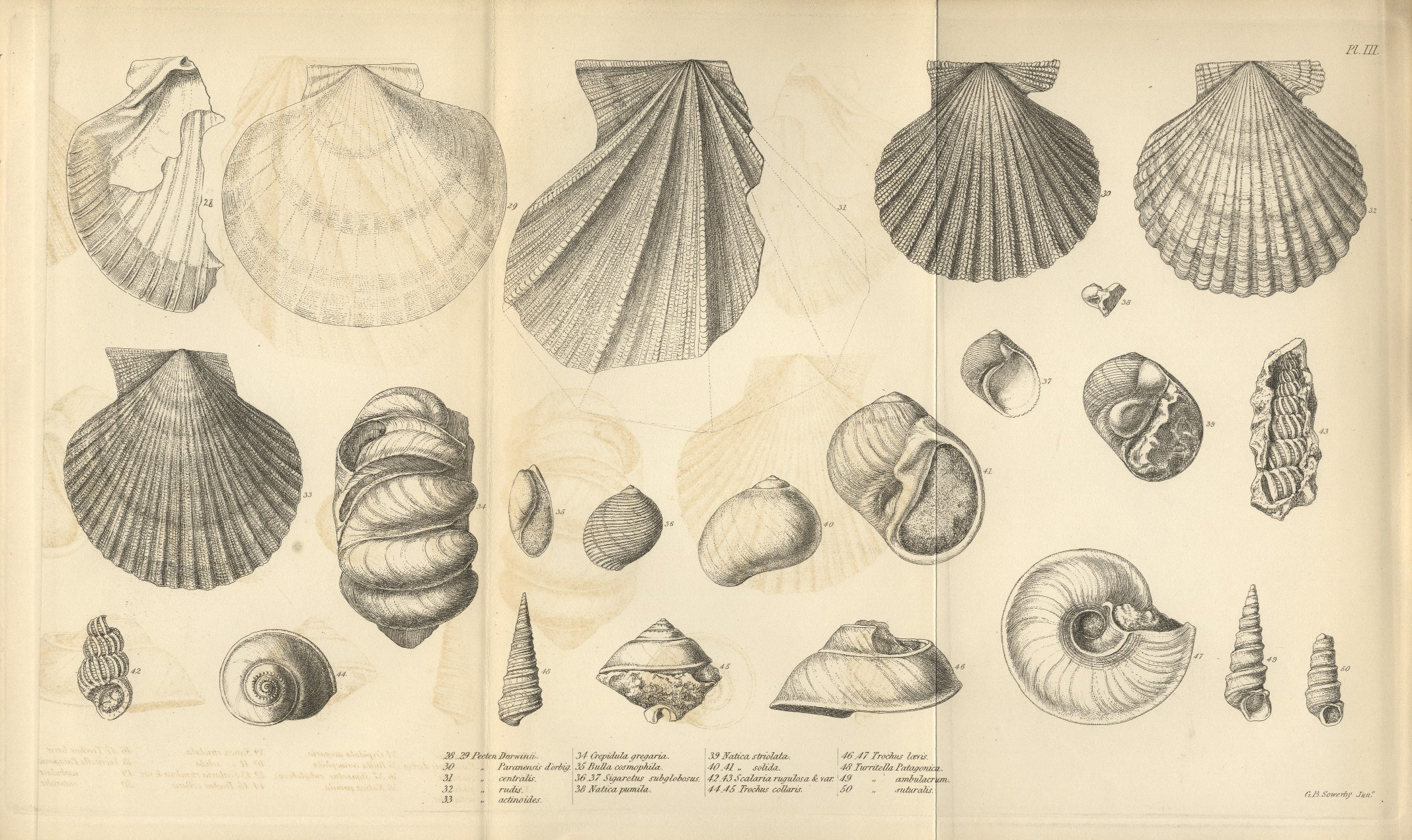 Geological observations on South America — Plate 3 by Charles Darwin
