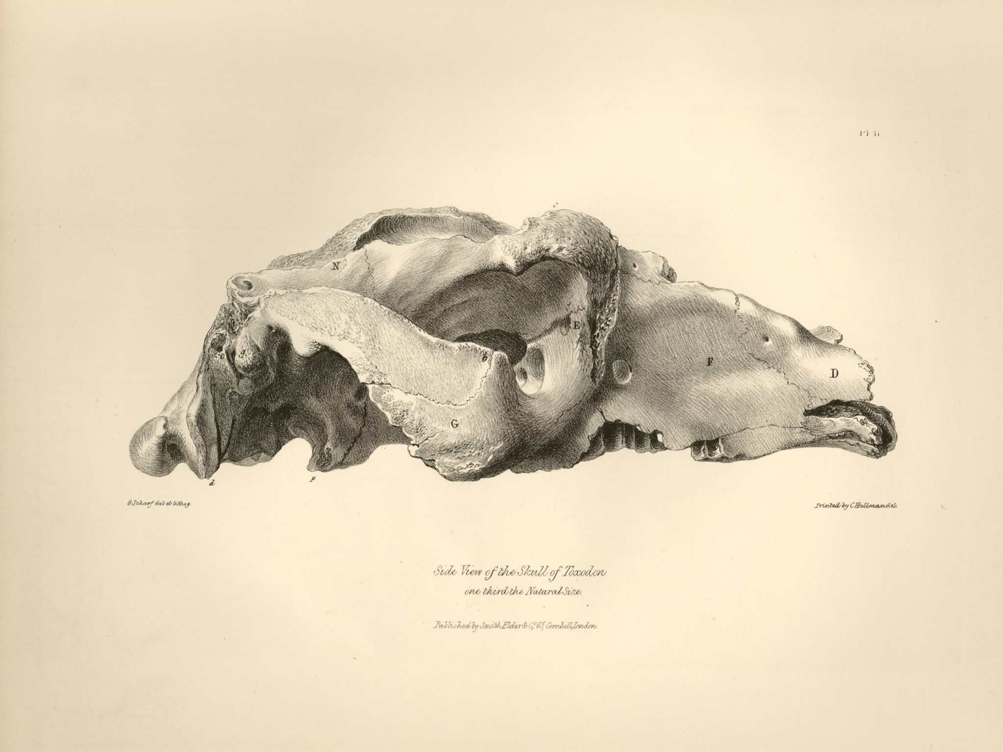 Side View of the Skull of Toxodon by Charles Darwin