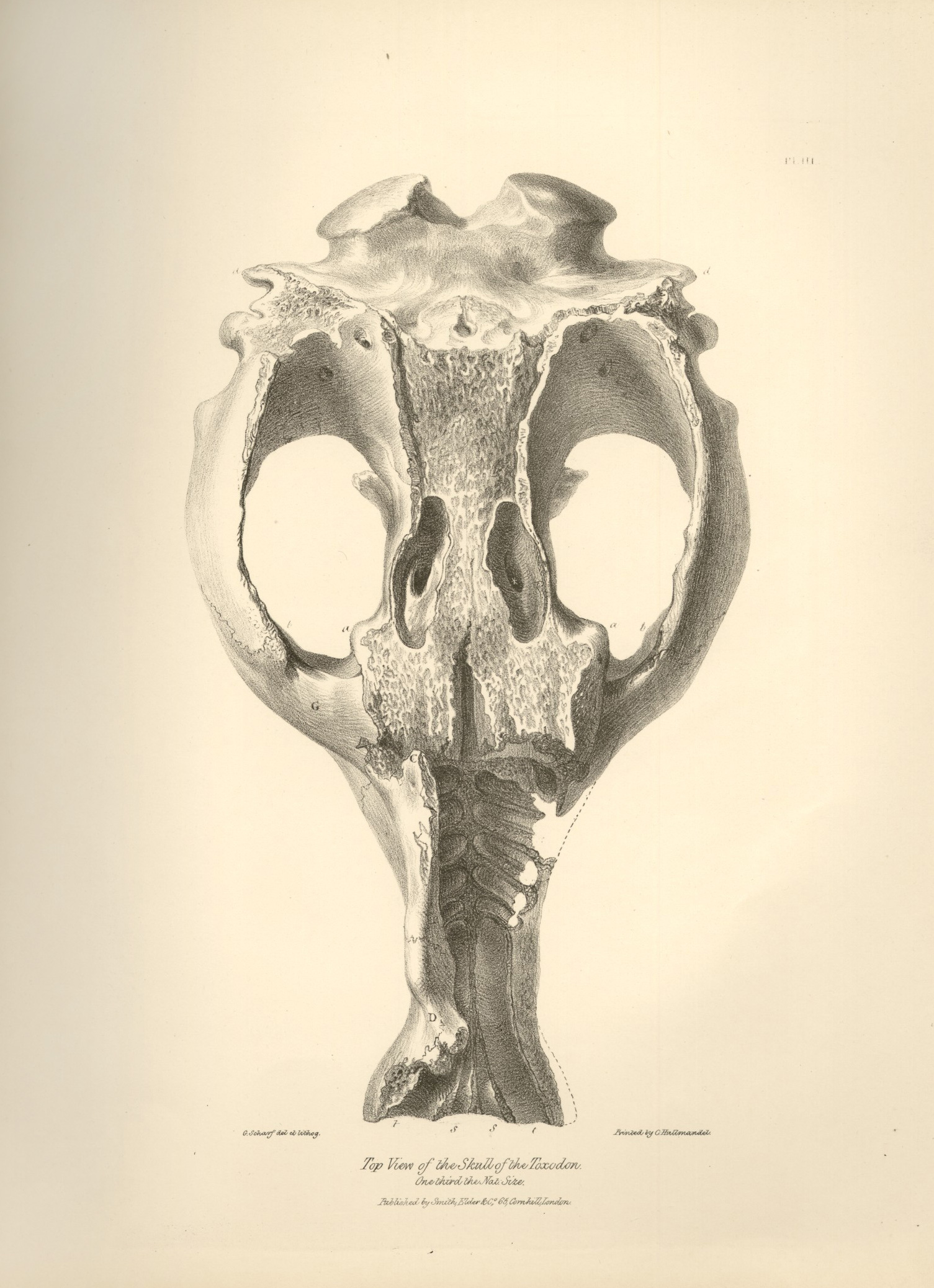 Top View of the Skull of Toxodon by Charles Darwin