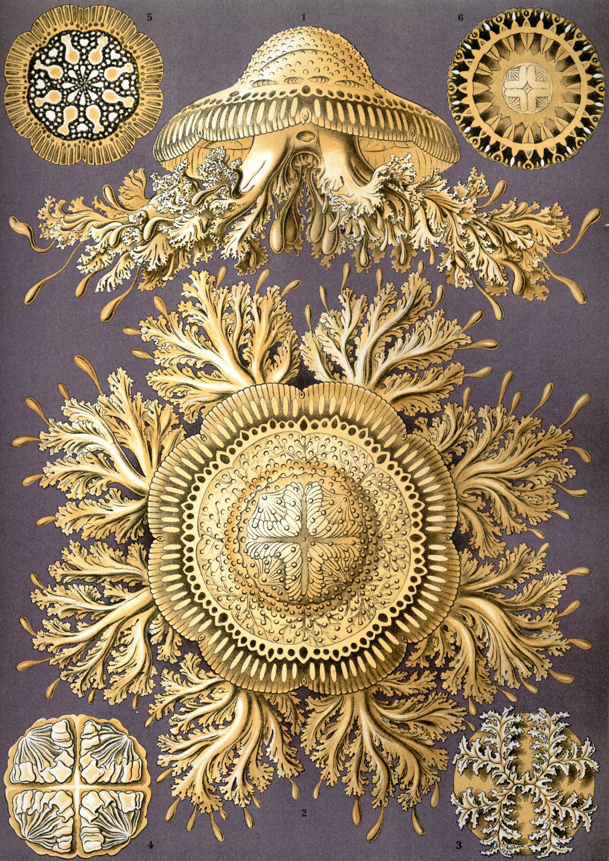 Art Forms in Nature, Plate 28: Discomedusae by Ernst Haeckel