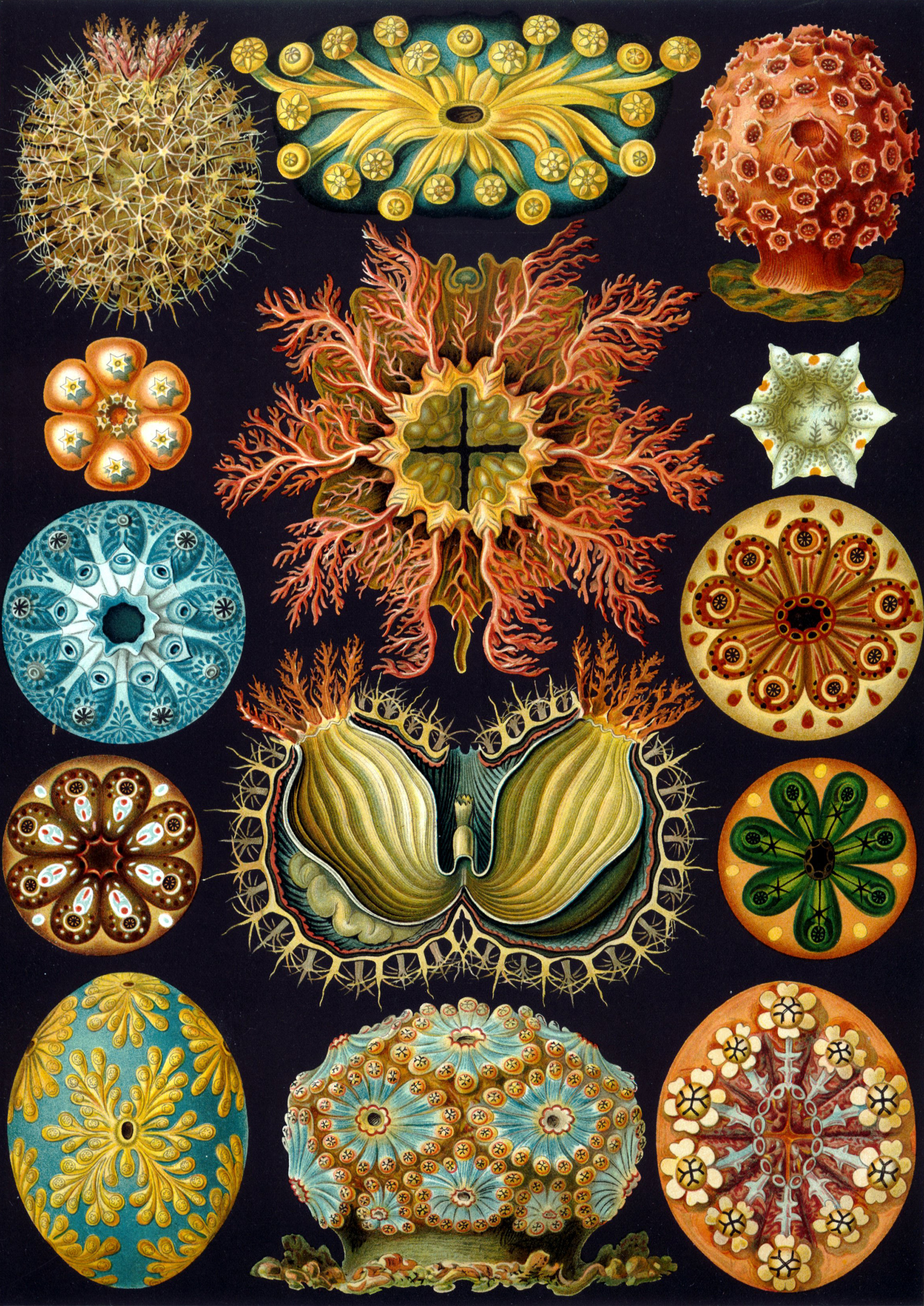 Art Forms in Nature, Plate 85: Ascidiacea by Ernst Haeckel