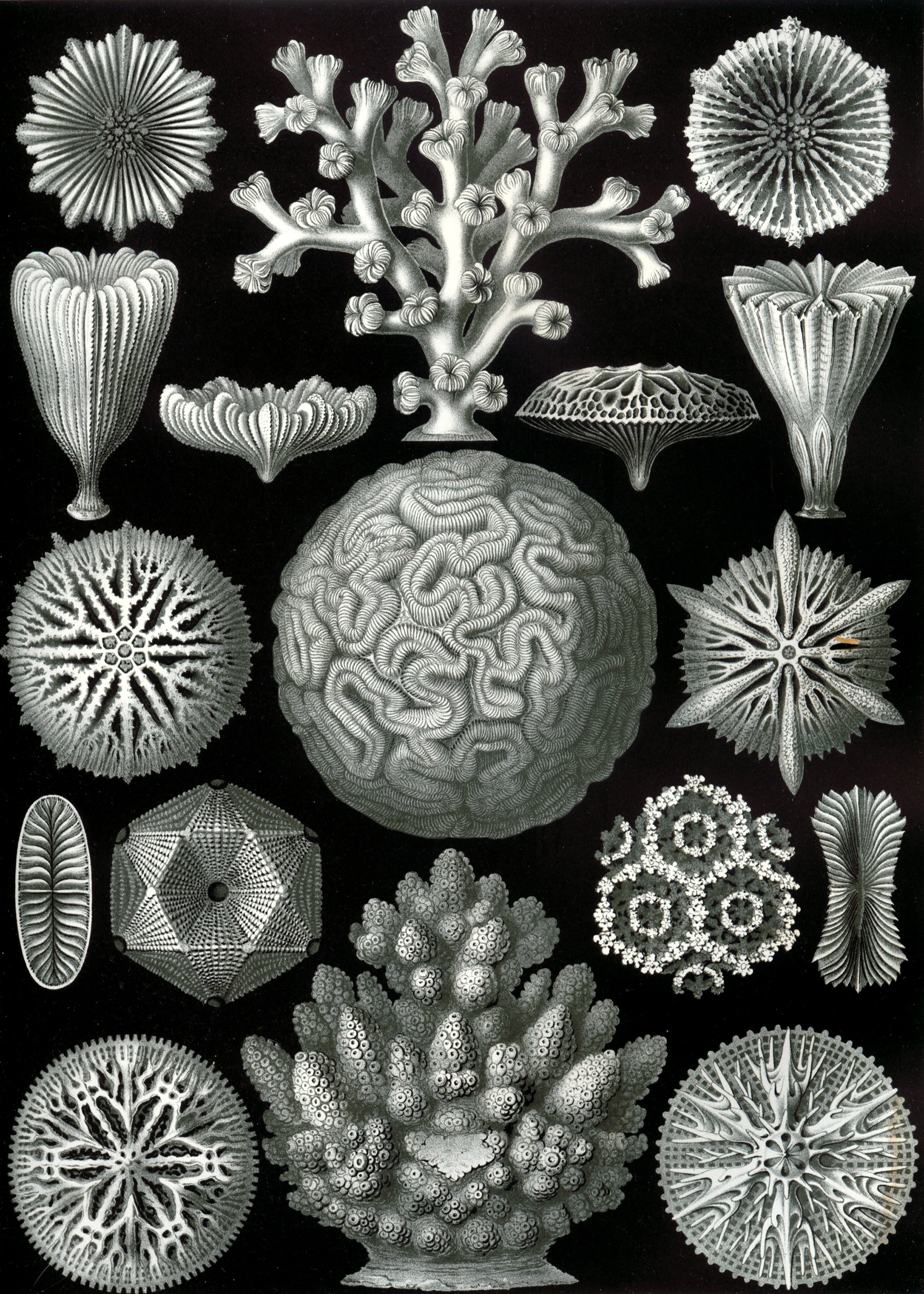 Art Forms in Nature, Plate 58: Hexacoralla by Ernst Haeckel