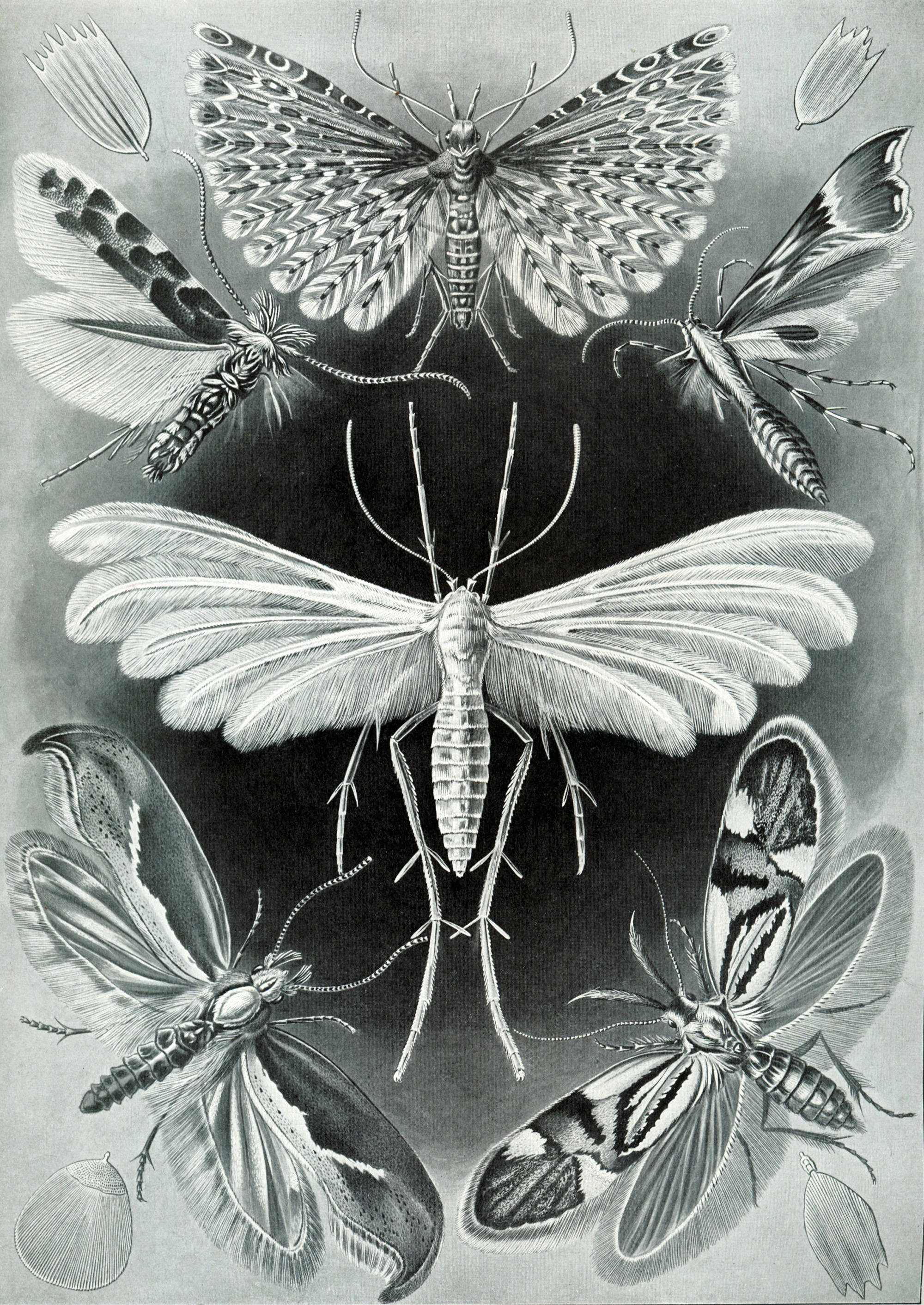 Art Forms in Nature, Plate 58: Tineida by Ernst Haeckel