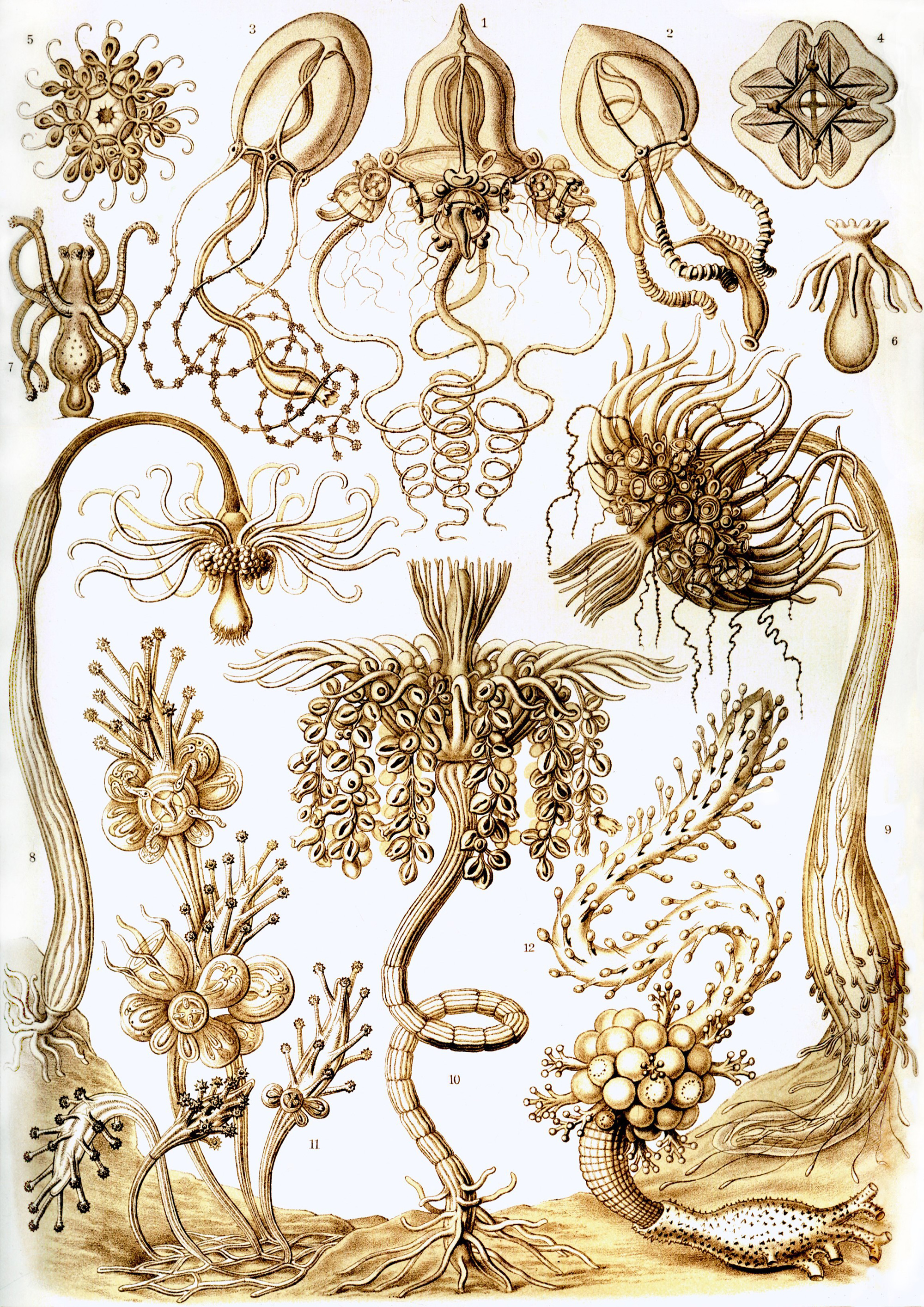 Art Forms in Nature, Plate 6: Tubulariae by Ernst Haeckel
