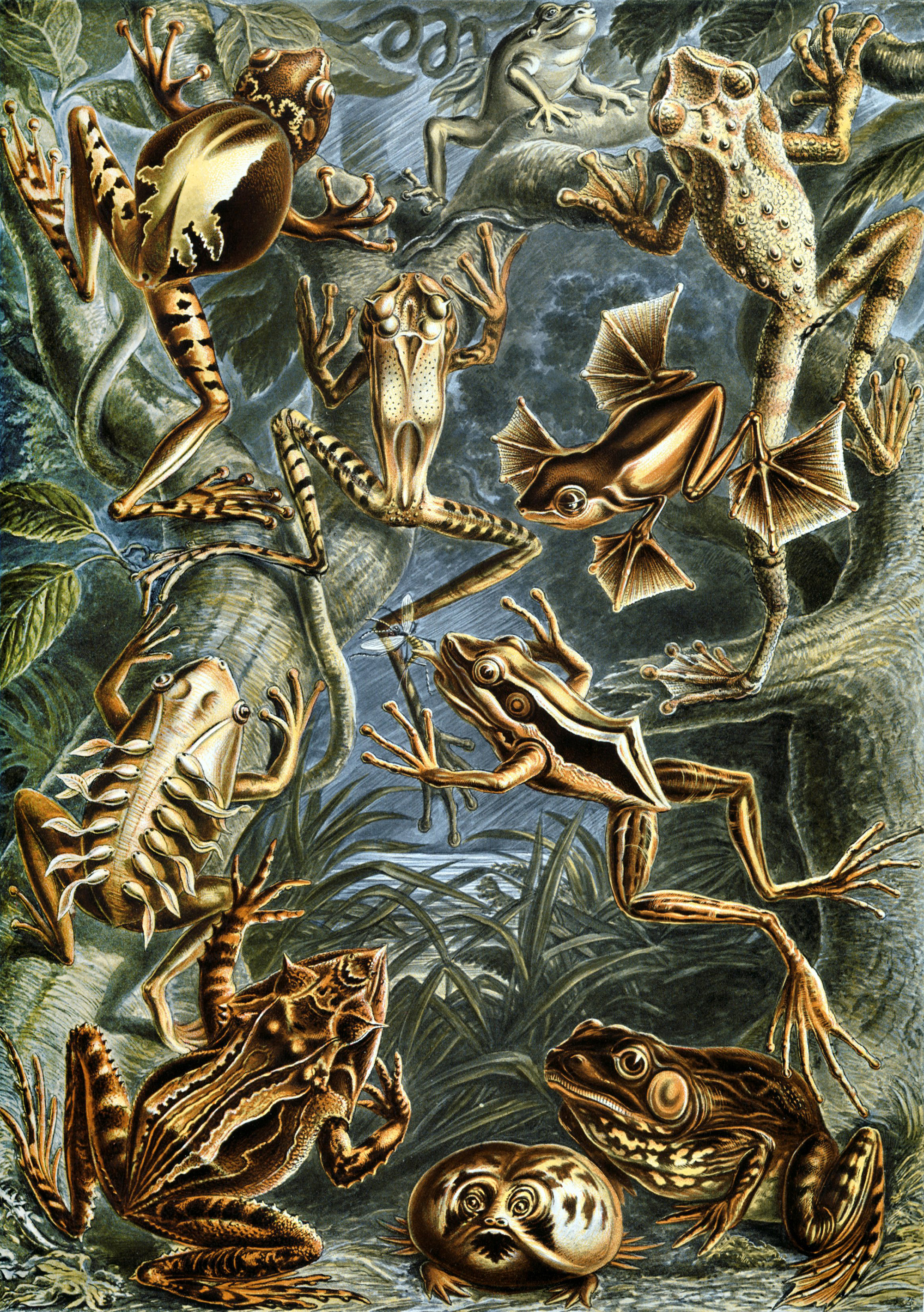 Art Forms in Nature, Plate 68: Batrachia by Ernst Haeckel