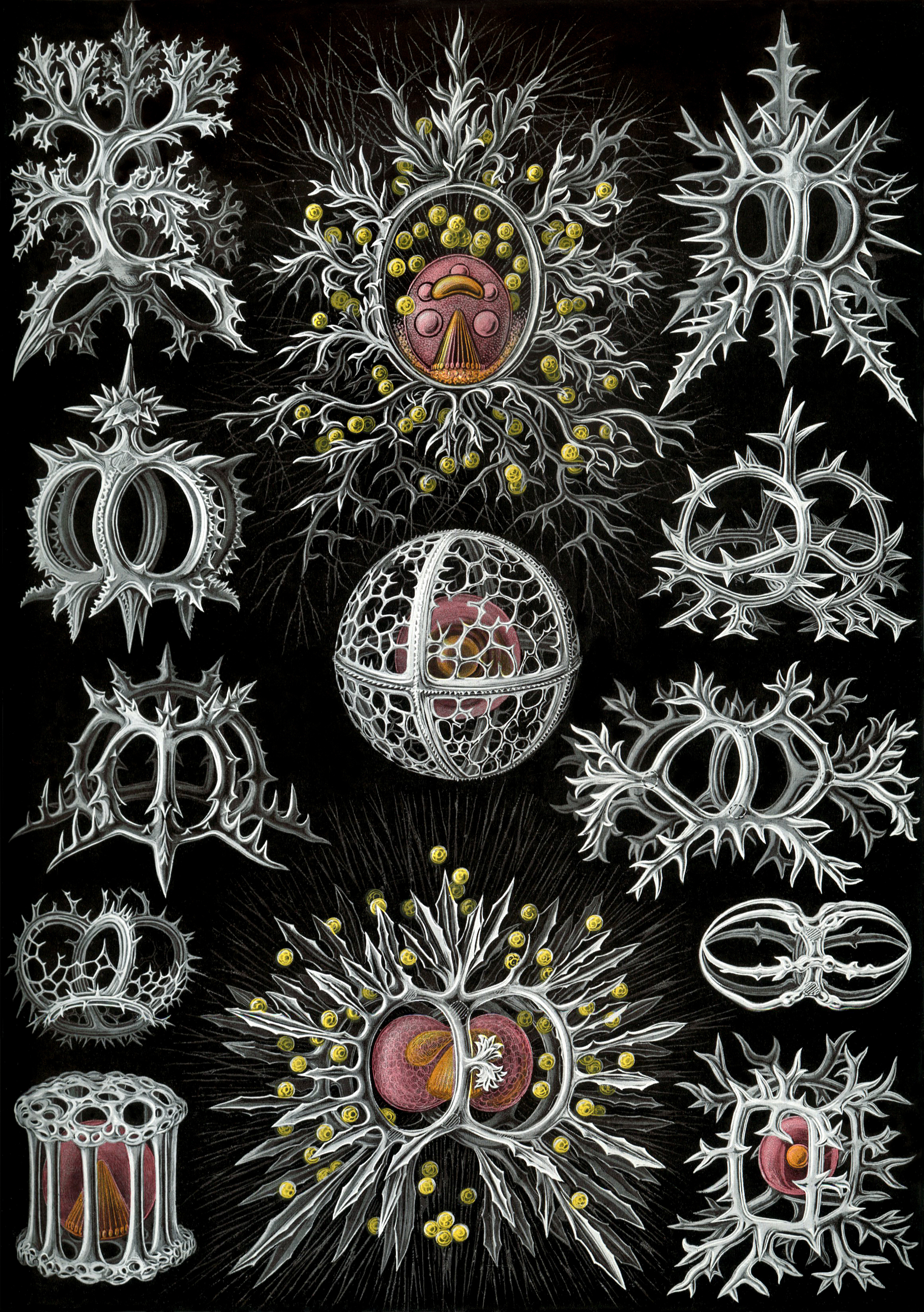 Art Forms in Nature, Plate 71: Stephoidea by Ernst Haeckel