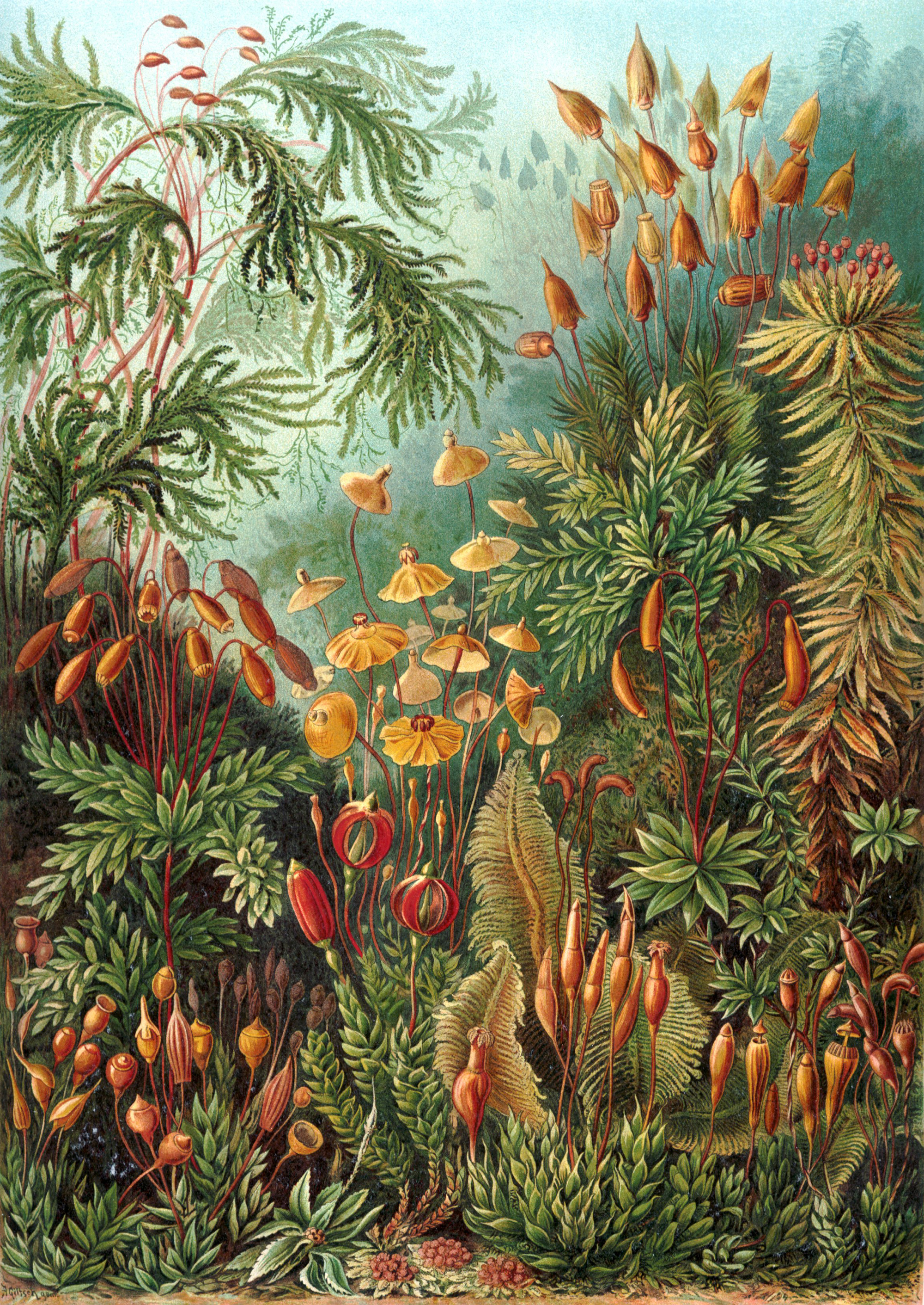 Art Forms in Nature, Plate 72: Muscinae by Ernst Haeckel