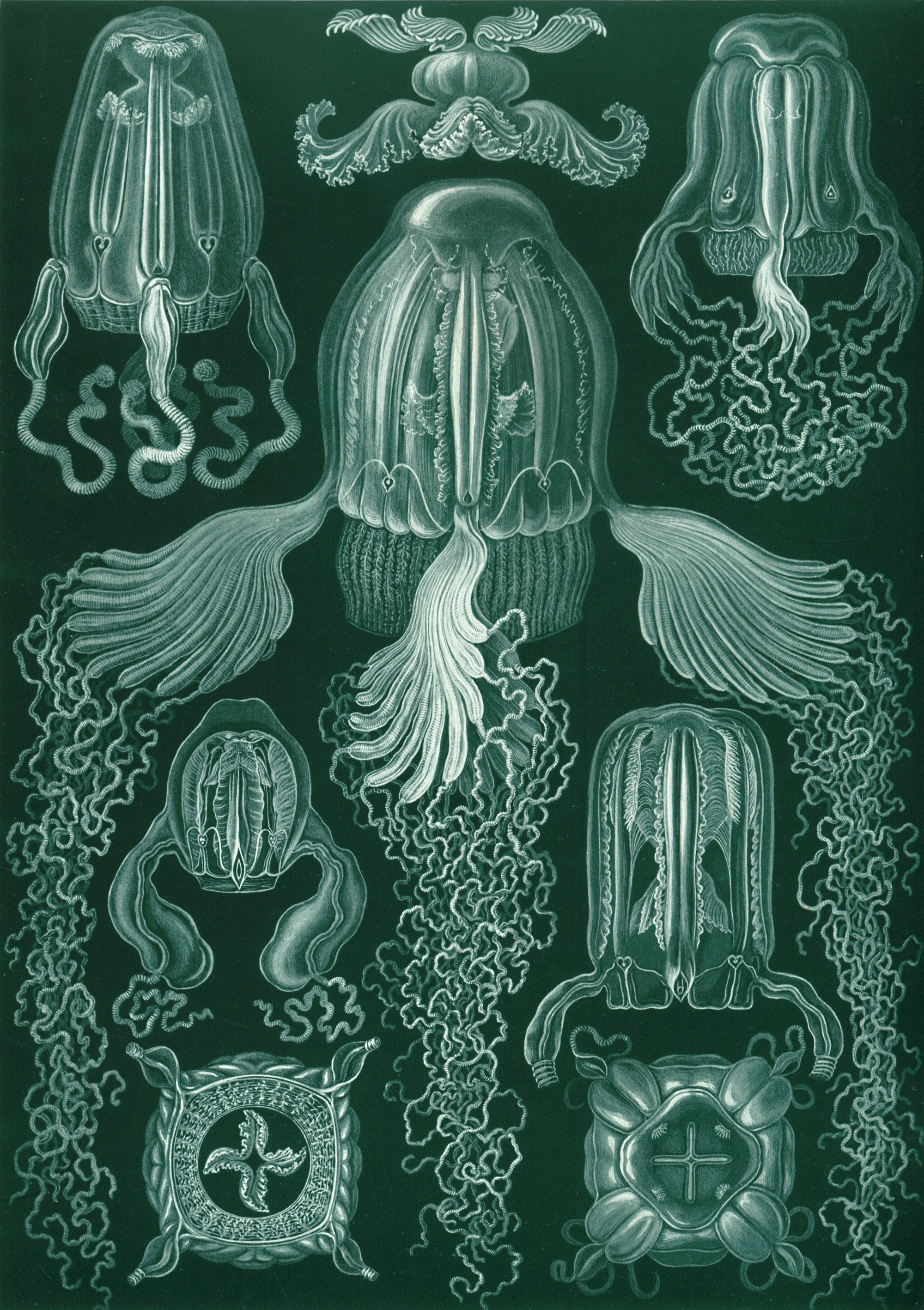 Art Forms in Nature, Plate 78: Cubomedusae by Ernst Haeckel