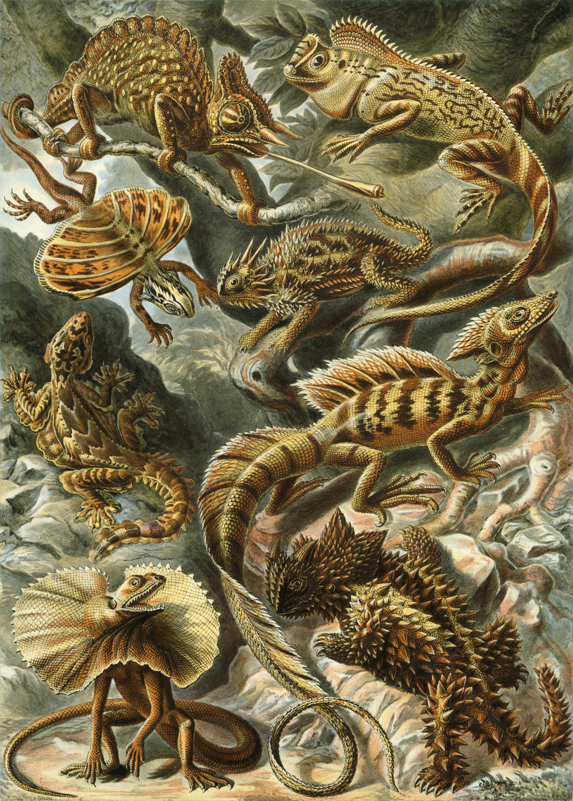 Art Forms in Nature, Plate 79: Lacertilia by Ernst Haeckel