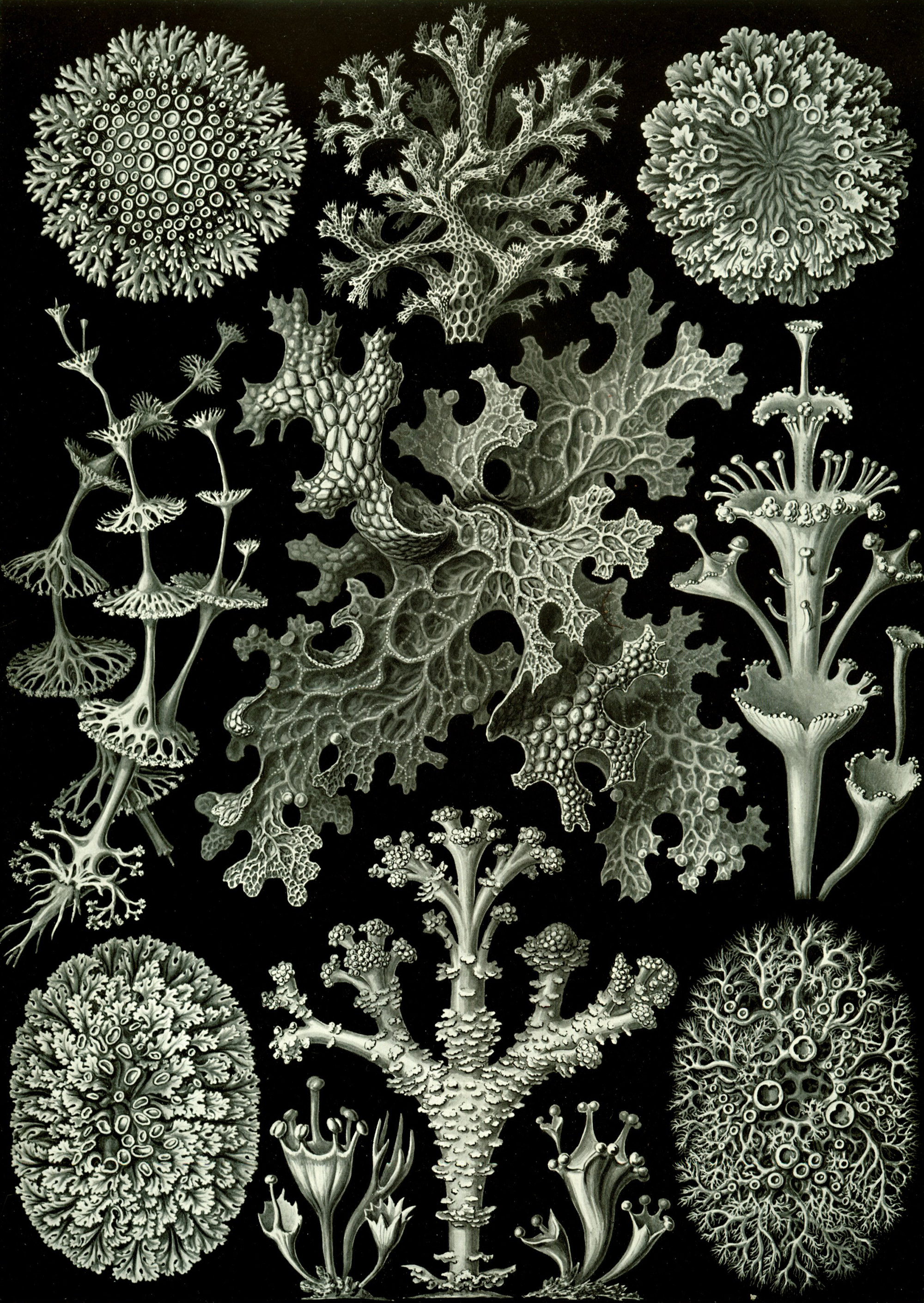 Art Forms in Nature, Plate 83: Lichenes by Ernst Haeckel