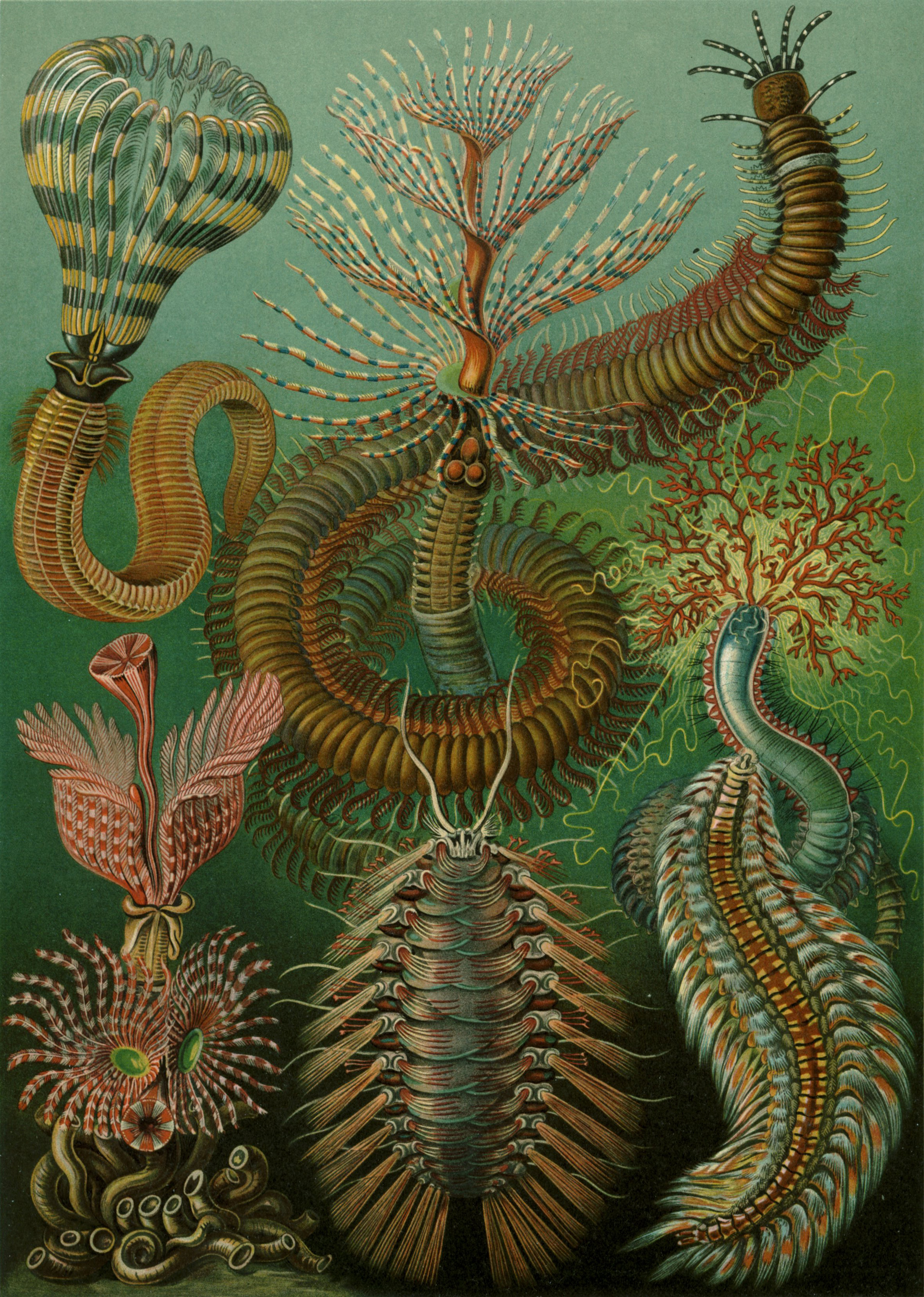 Art Forms in Nature, Plate 96: Chaetopoda by Ernst Haeckel