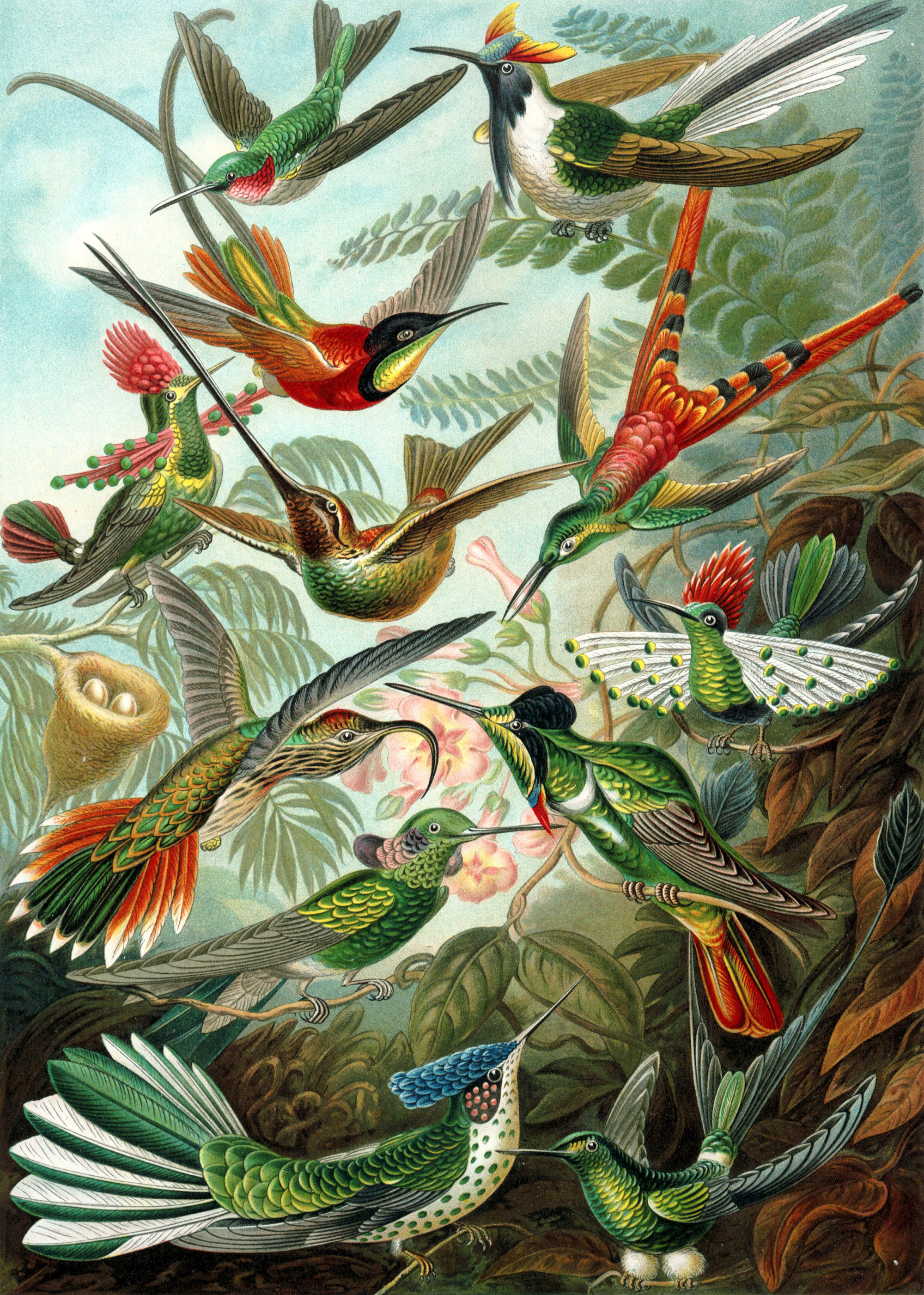 Art Forms in Nature, 99: Trochilidae by Ernst Haeckel