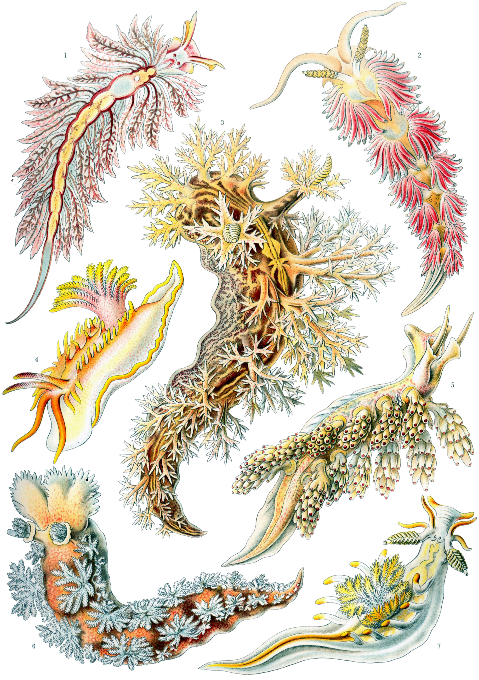 Art Forms in Nature, Plate 43: Nudibranchia by Ernst Haeckel
