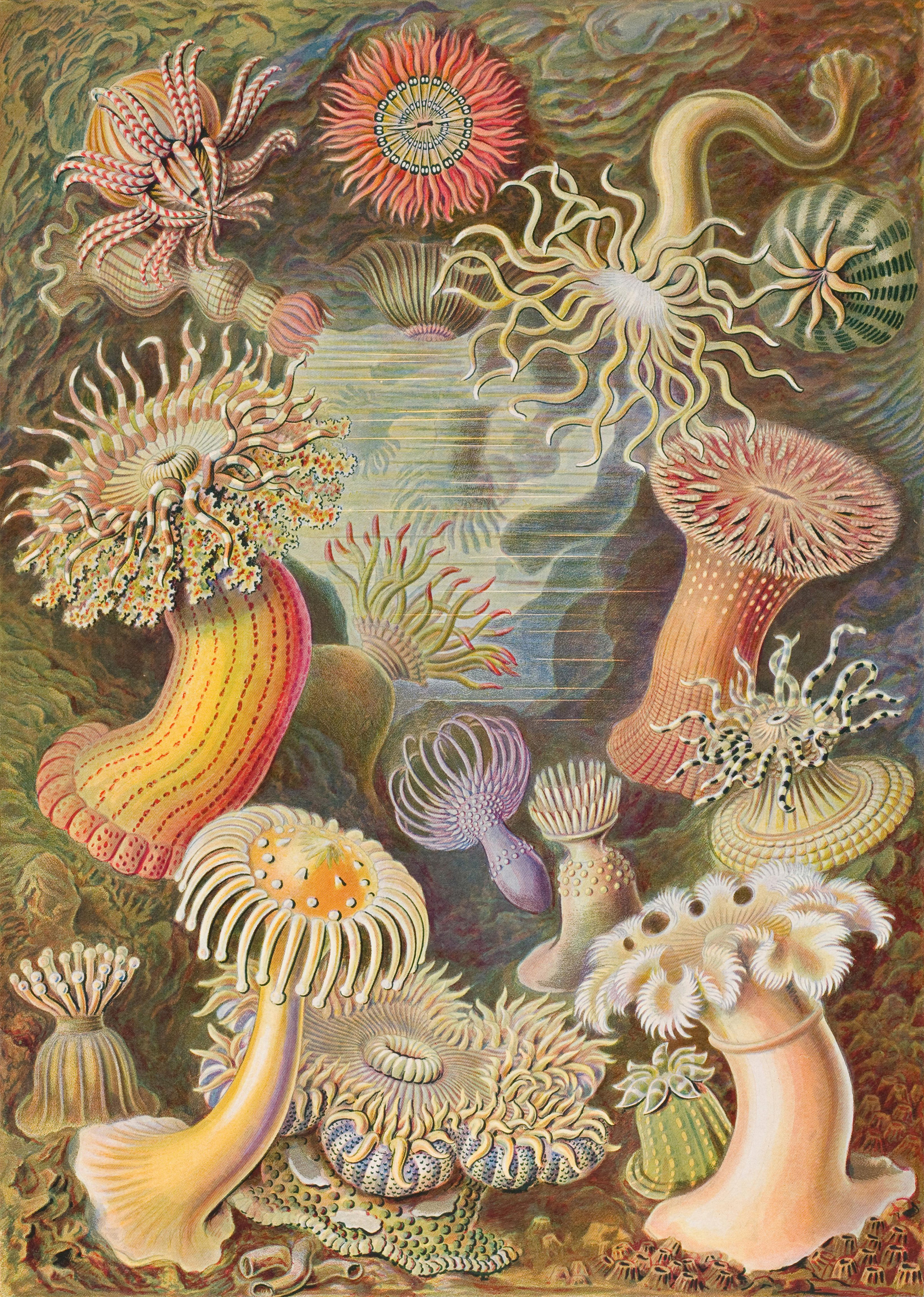 Art Forms in Nature, Plate 49: Actiniae by Ernst Haeckel