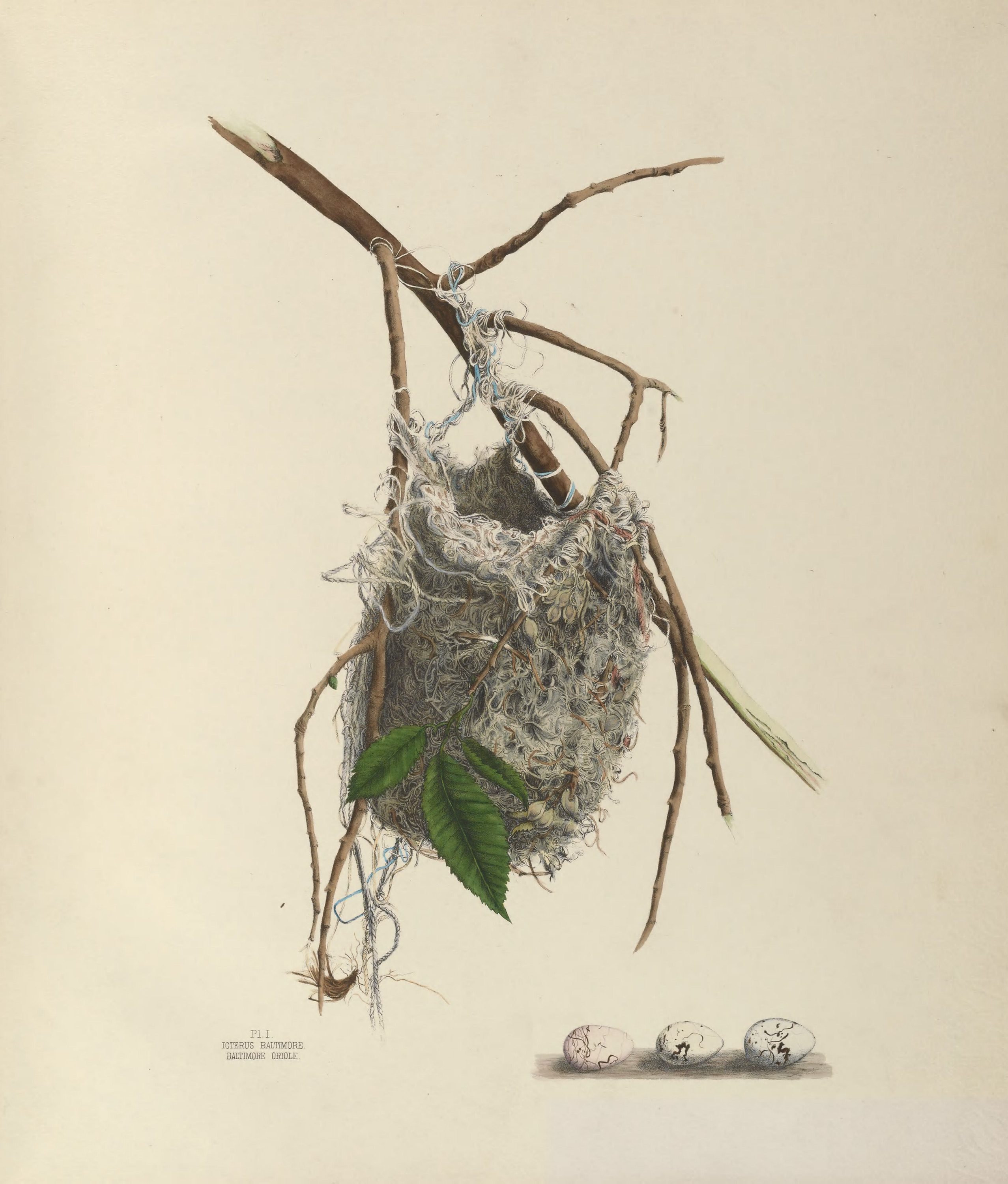 Plate 1. Baltimore Oriole by Genevieve Jones