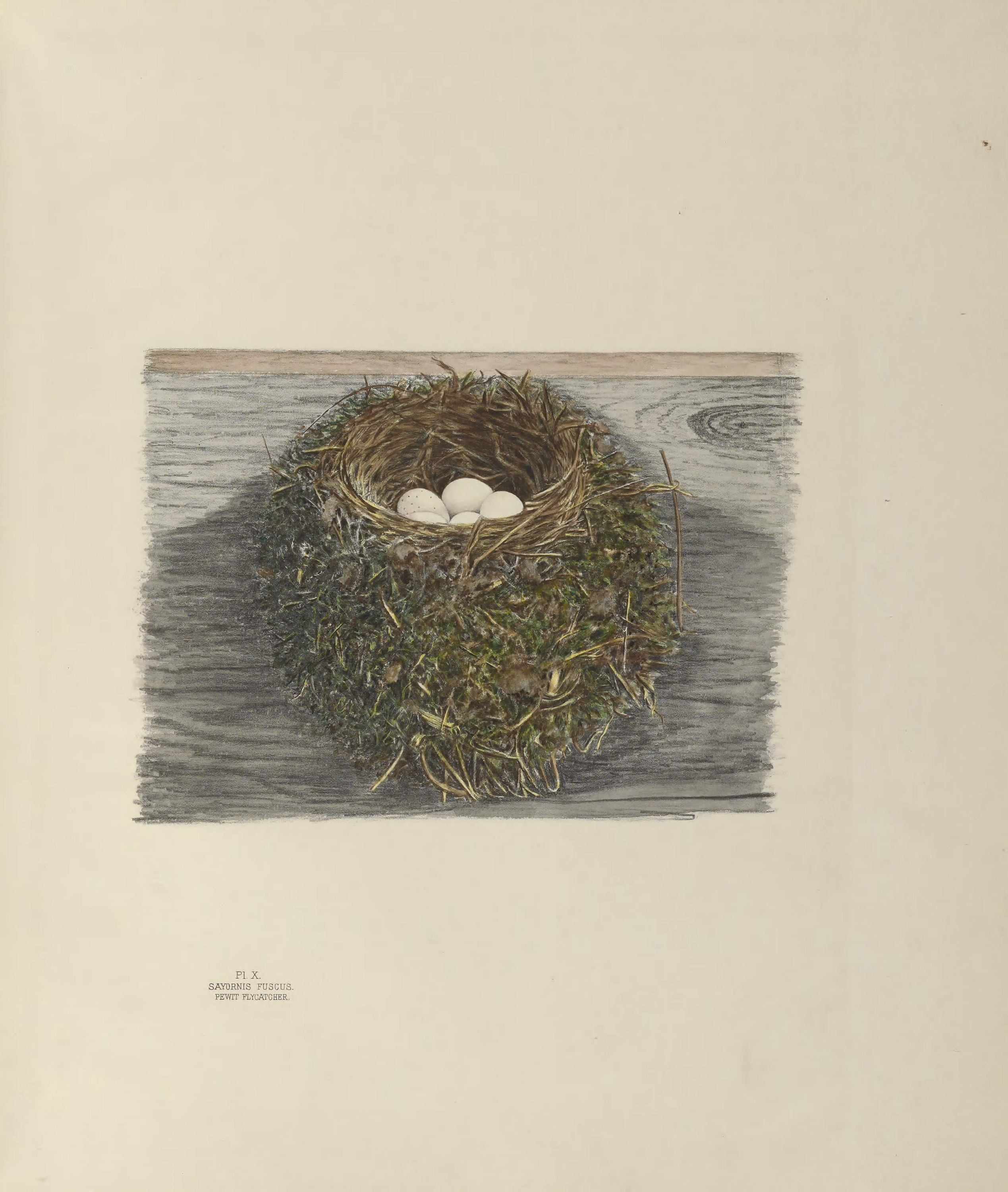 Plate 10. Pewit Flycatcher by Genevieve Jones