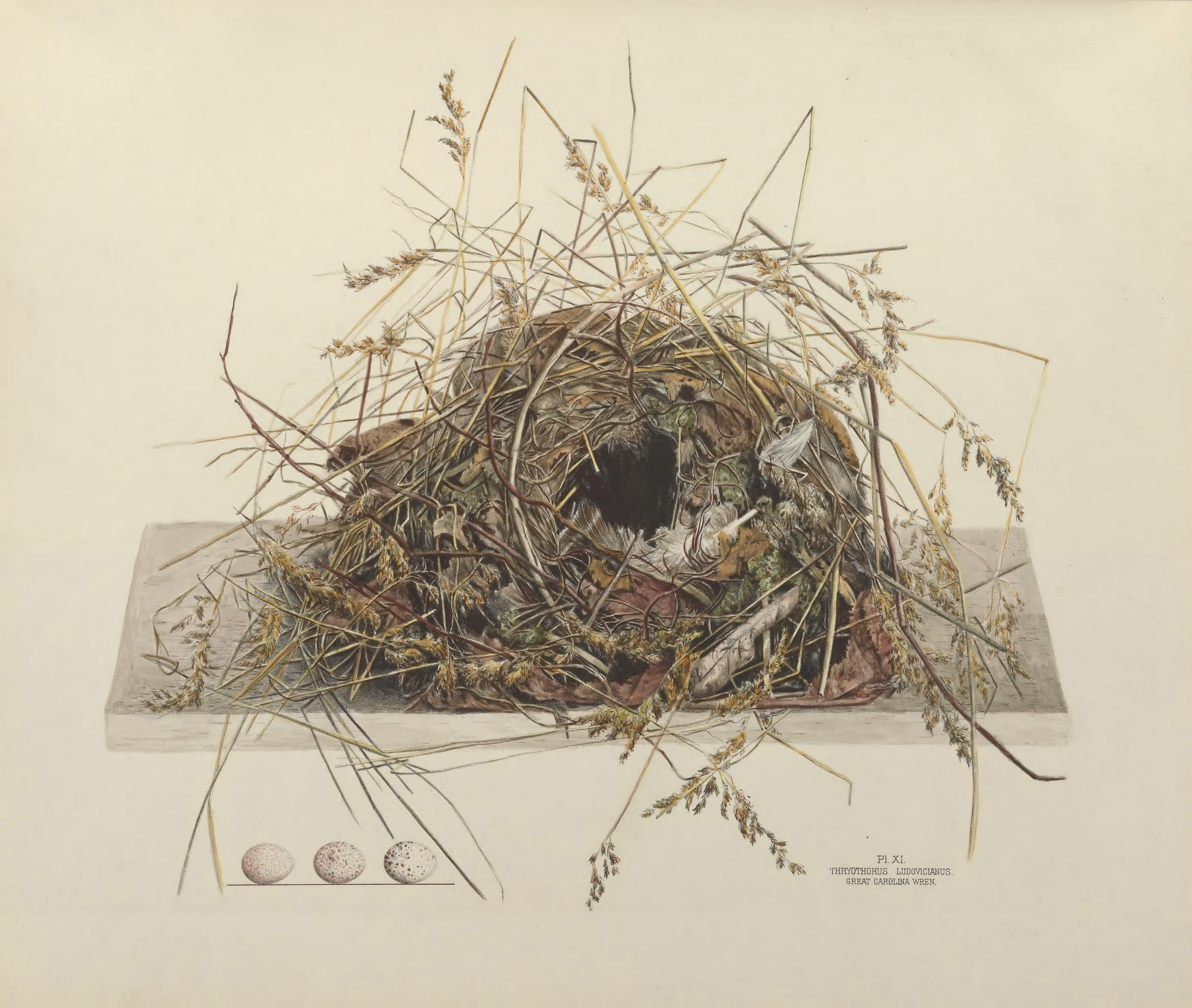 Plate 11. Great Carolina wren by Genevieve Jones