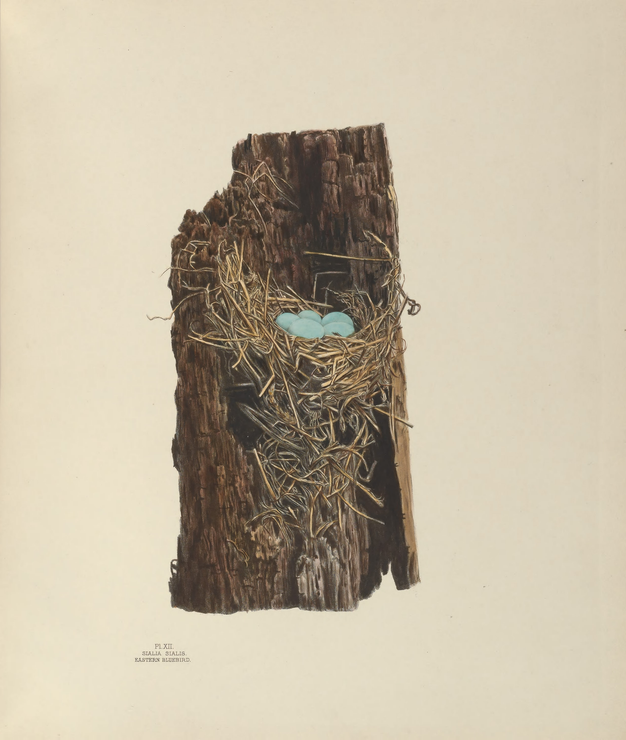 Plate 12. Eastern Bluebird by Genevieve Jones