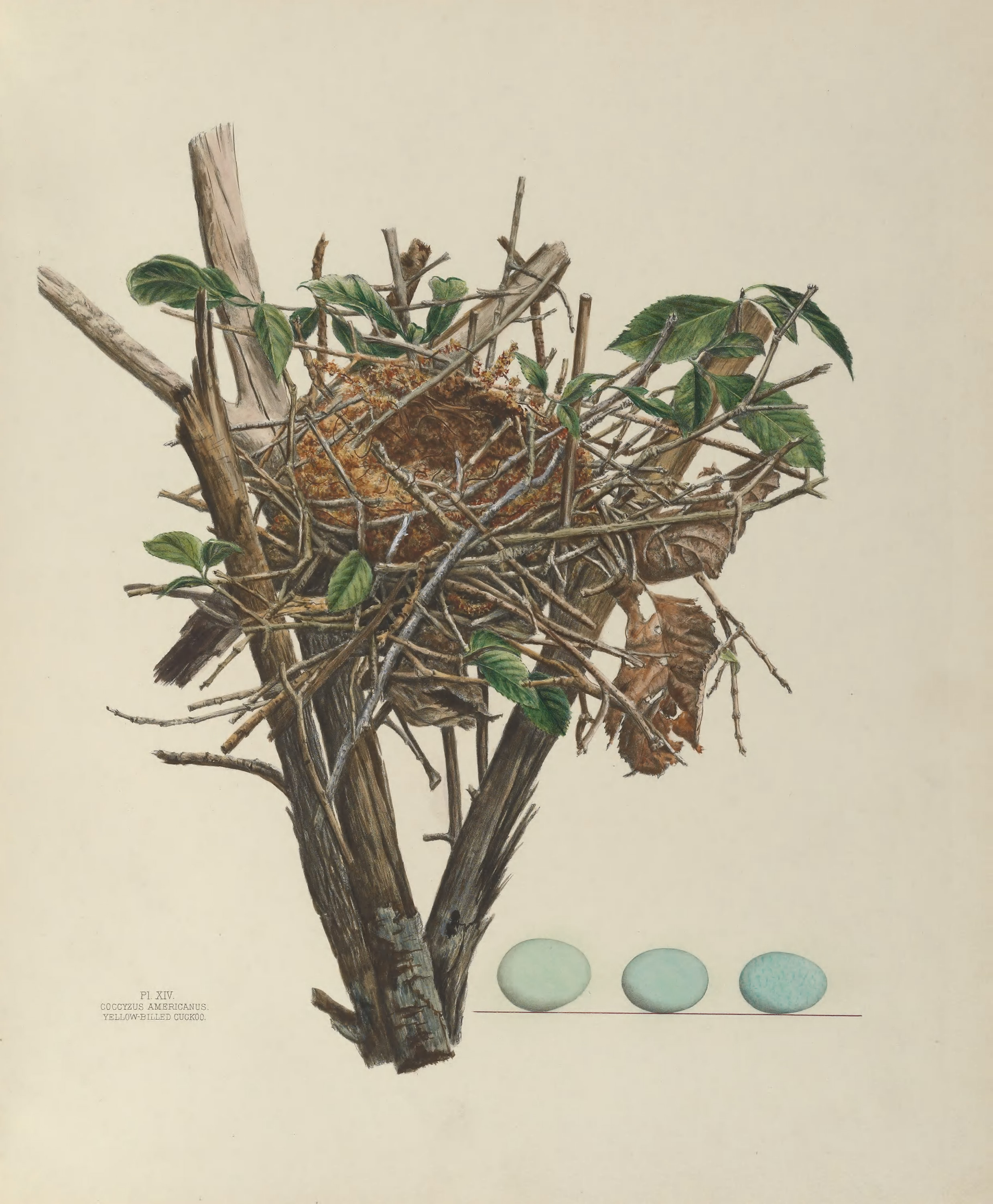 Plate 14. Yellow Billed Cuckoo by Genevieve Jones