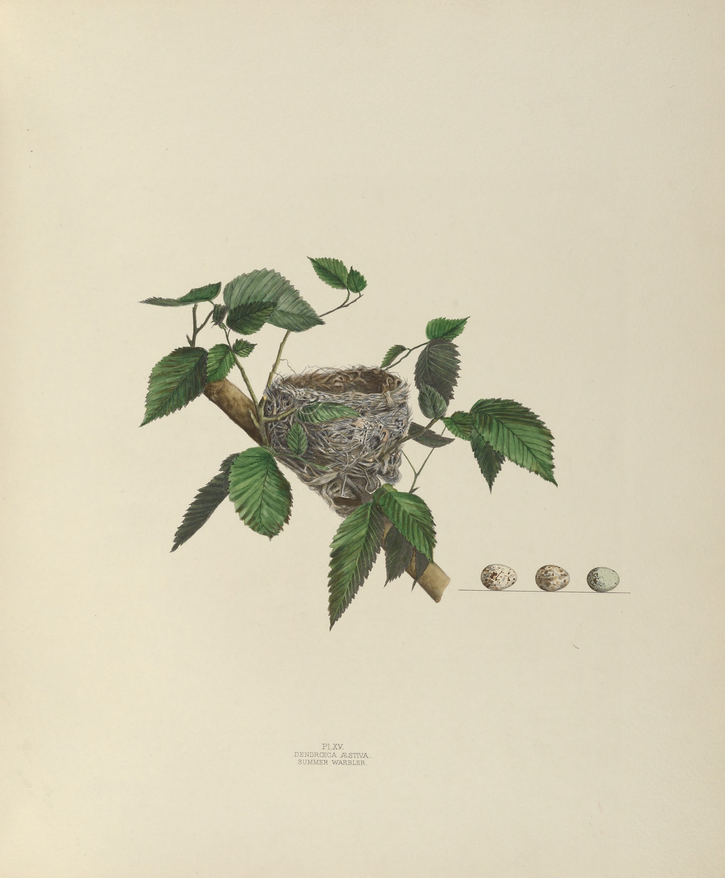 Plate 15. Summer Warbler by Genevieve Jones