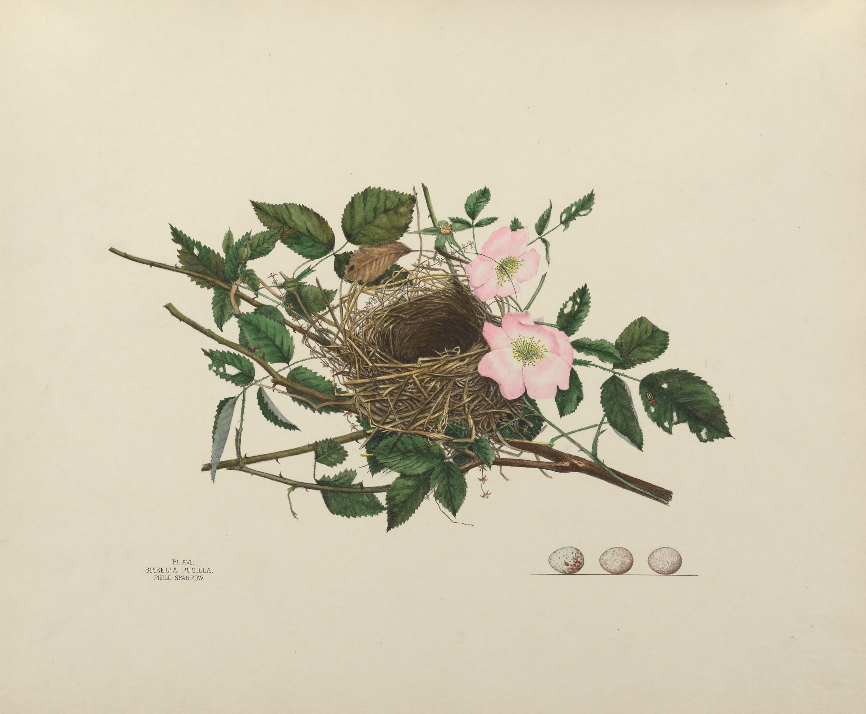Plate 16. Field Sparrow by Genevieve Jones