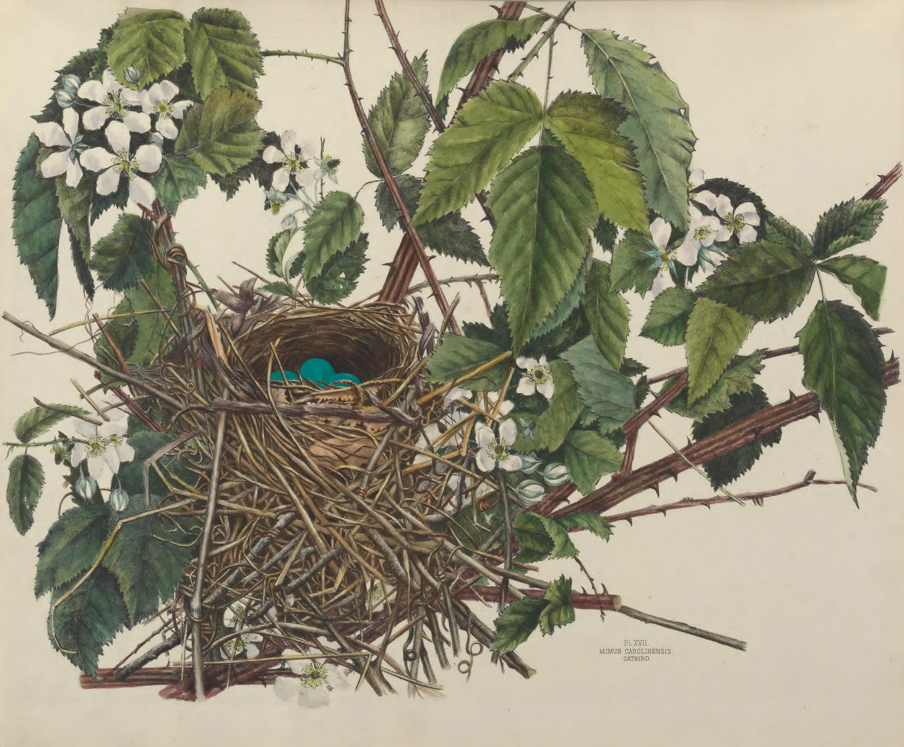 Plate 17. Catbird by Genevieve Jones