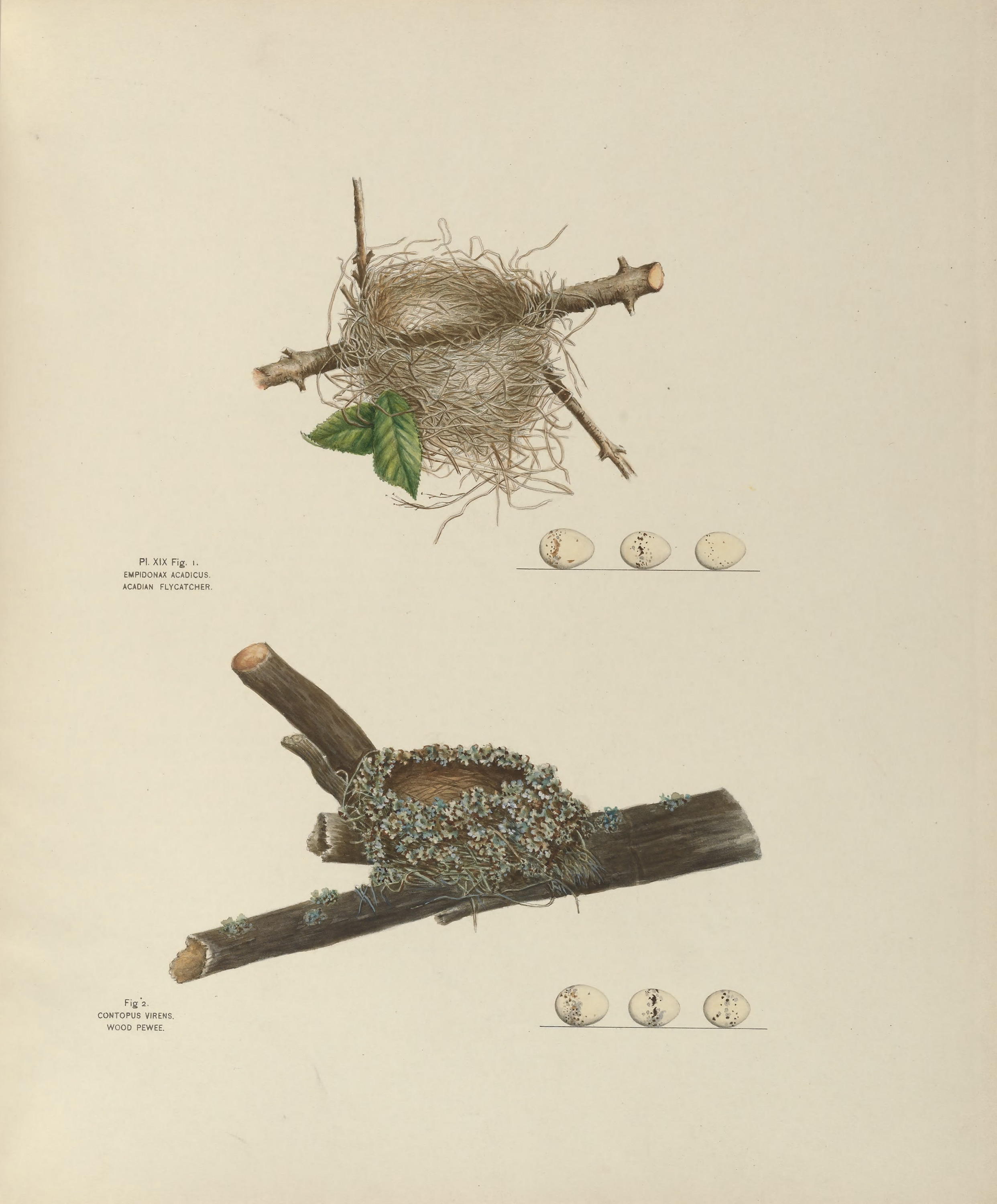 Plate 19. Acadian Flycatcher & Wood Pewee by Genevieve Jones