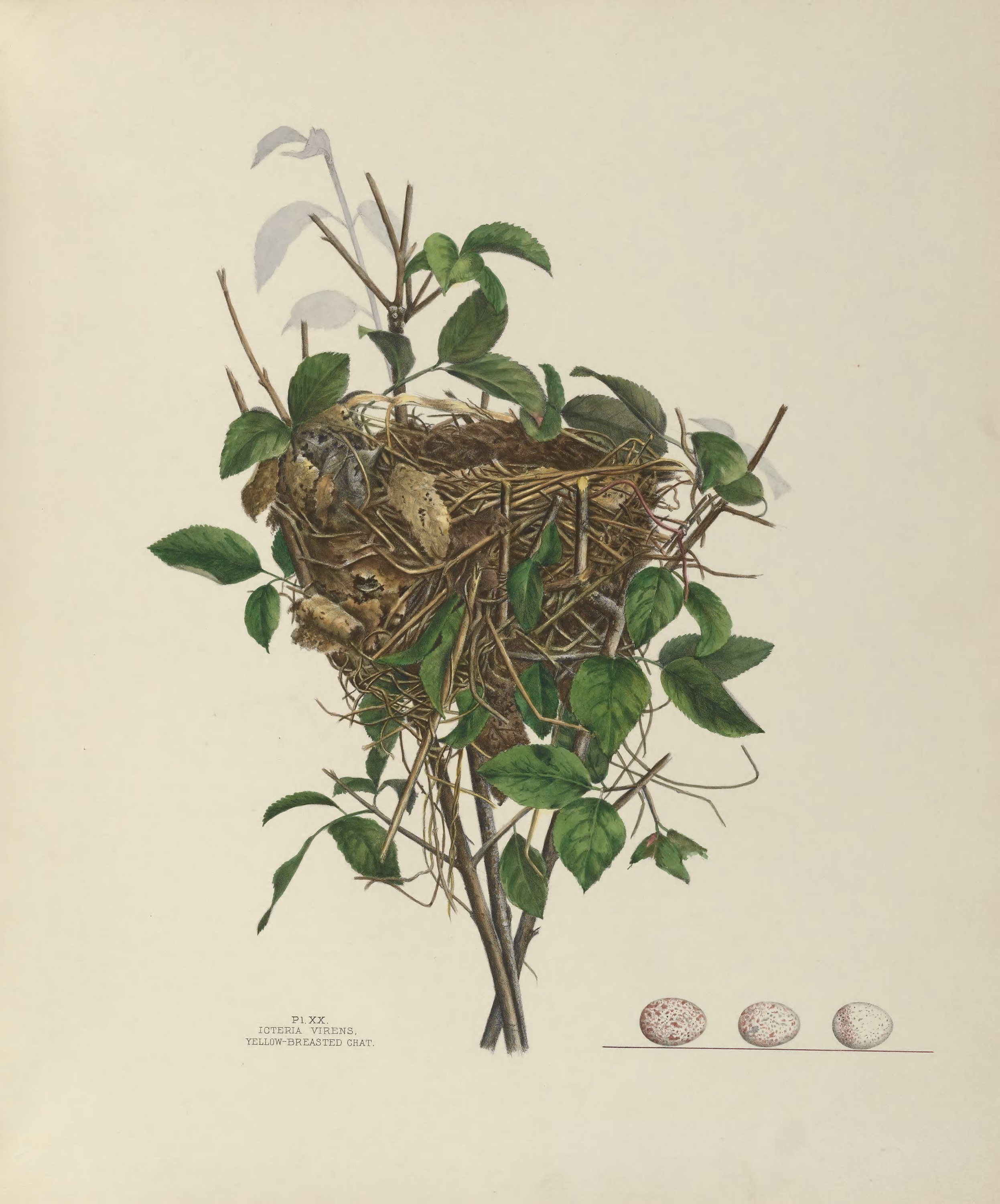 Plate 20. Yellow-Breasted Chat by Genevieve Jones