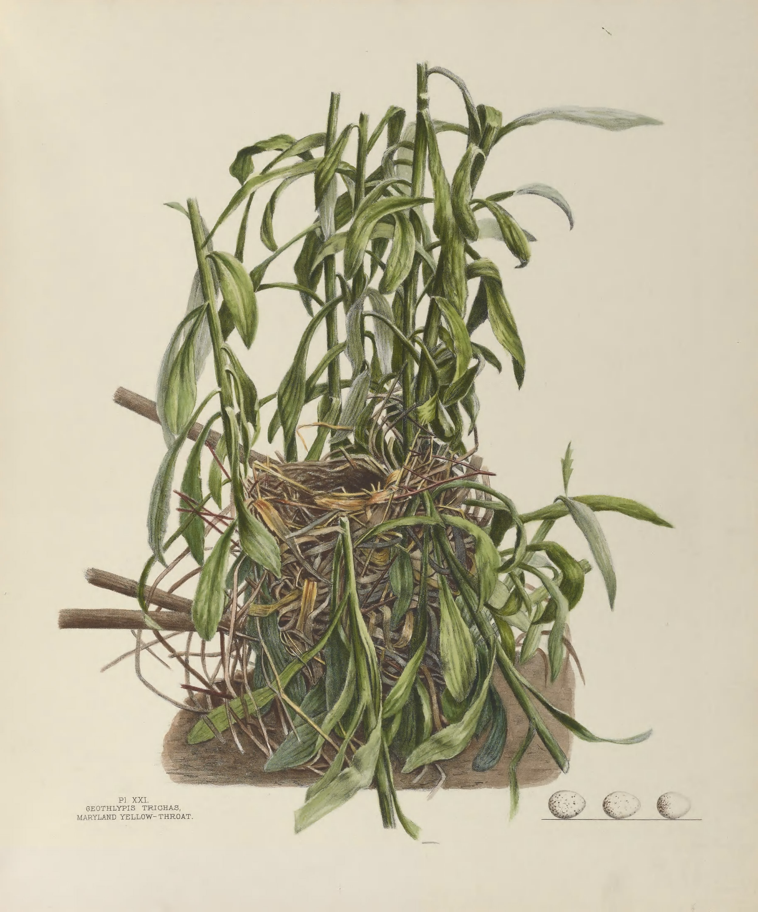 Plate 21. Maryland Yellow-Throat by Genevieve Jones