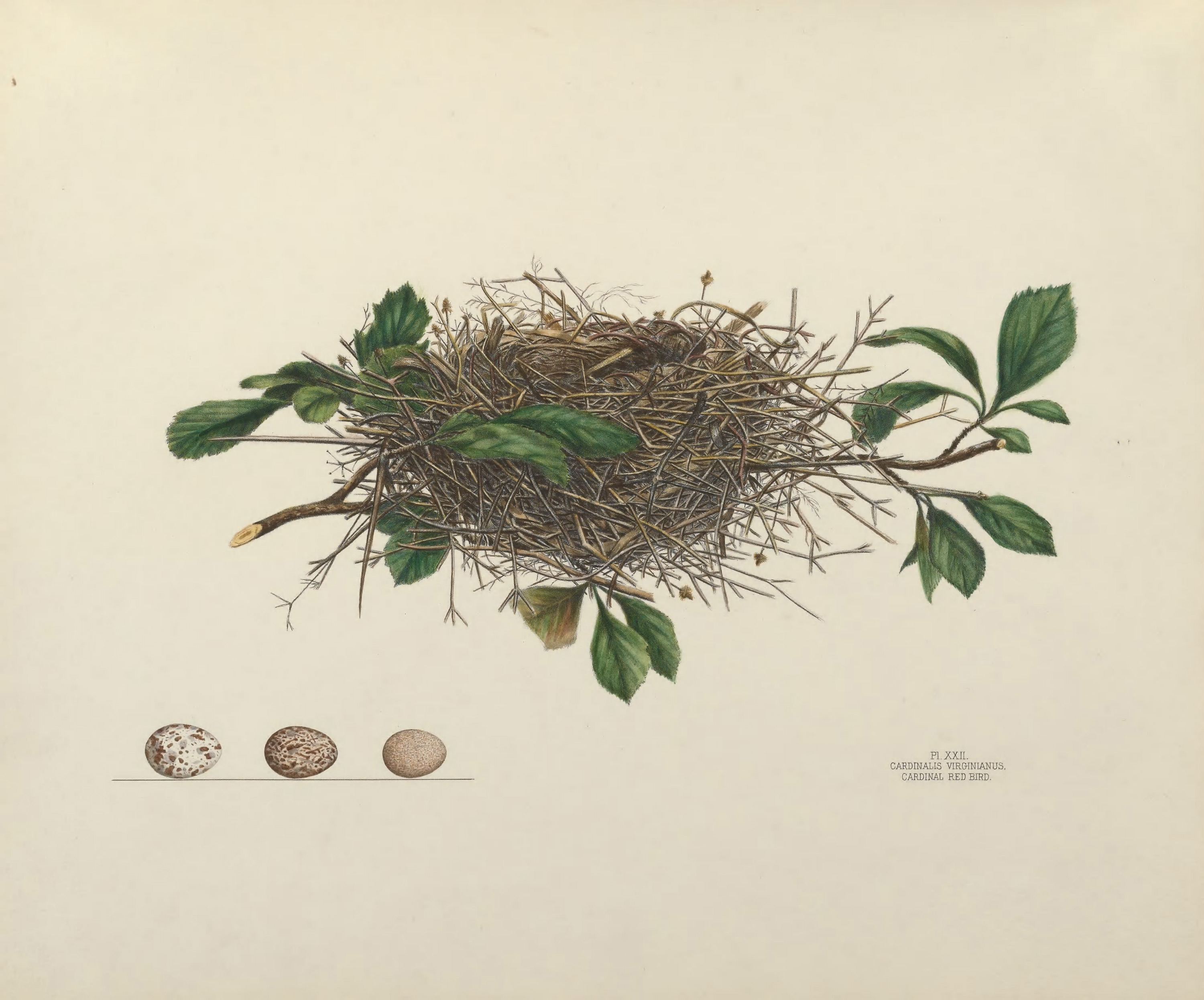 Plate 22. Cardinal Red Bird by Genevieve Jones
