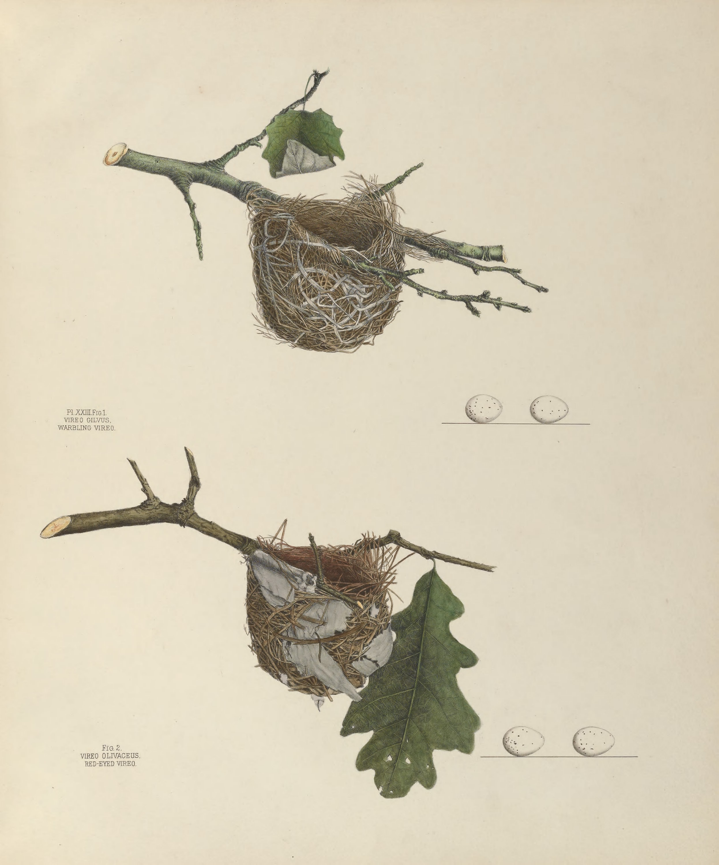 Plate 23. Warbling Vireo & Red-Eyed Vireo by Genevieve Jones