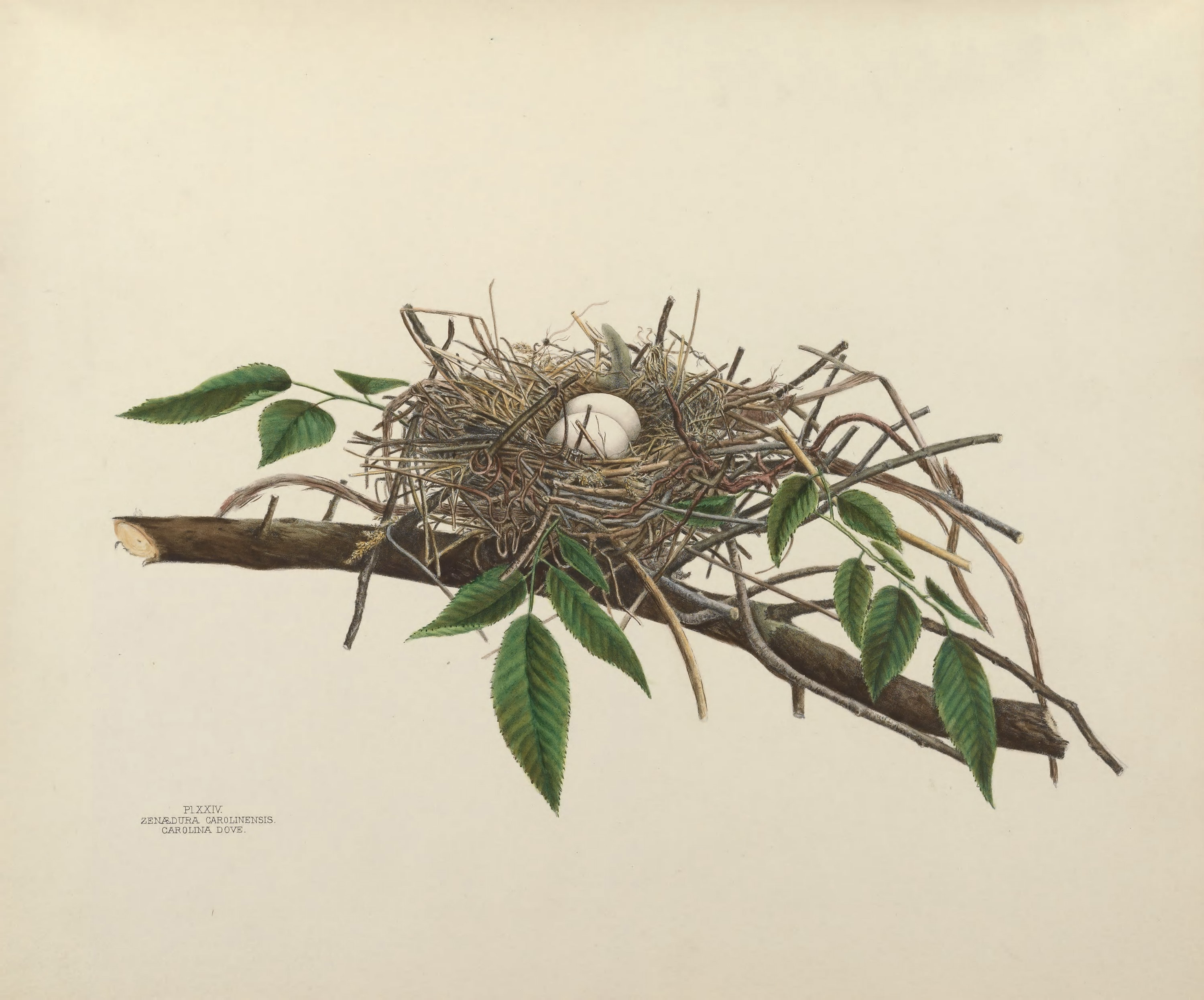 Plate 24. Carolina Dove by Genevieve Jones