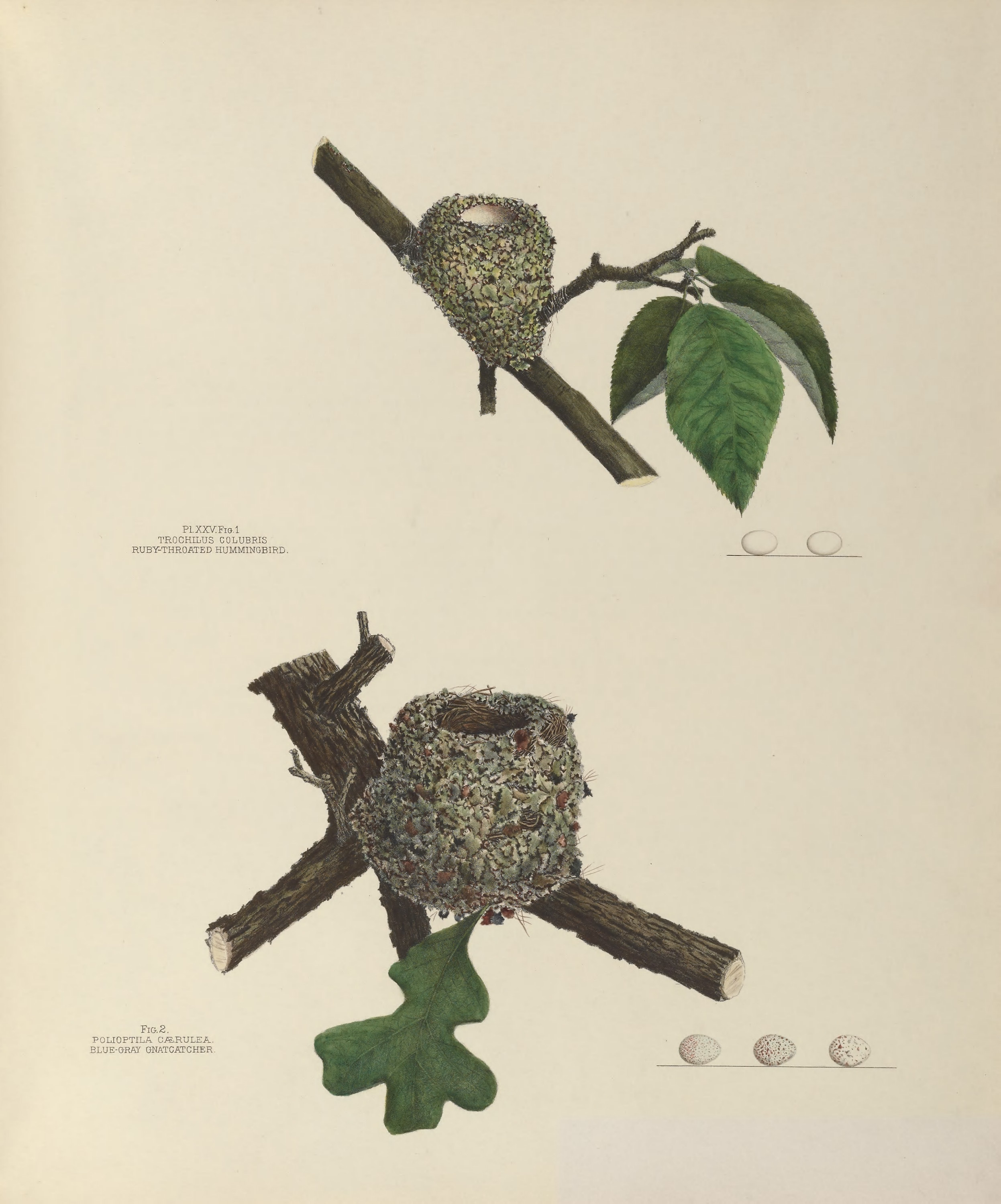 Plate 25. Ruby-Throated Hummingbird & Blue-Gray Gnatcatcher by Genevieve Jones