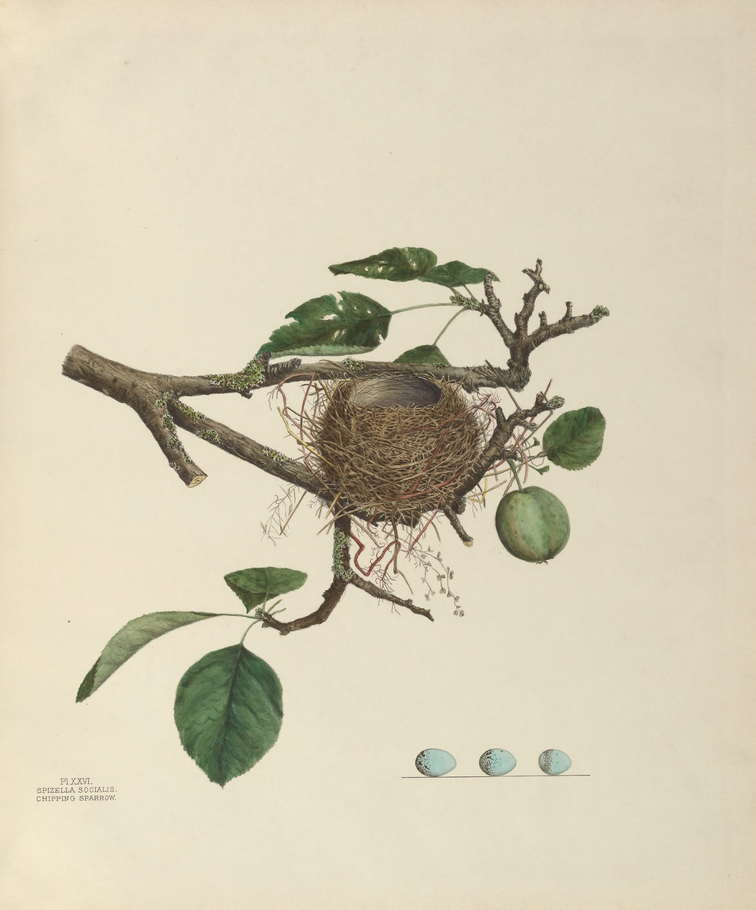 Plate 26. Chipping Sparrow by Genevieve Jones