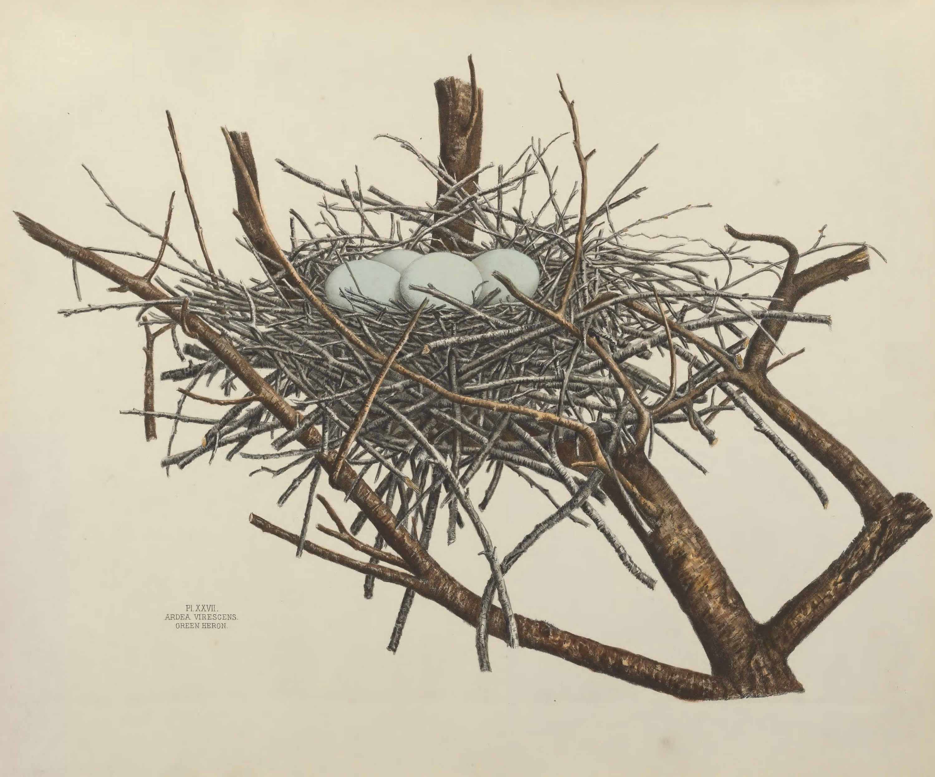 Plate 27. Green Heron by Genevieve Jones