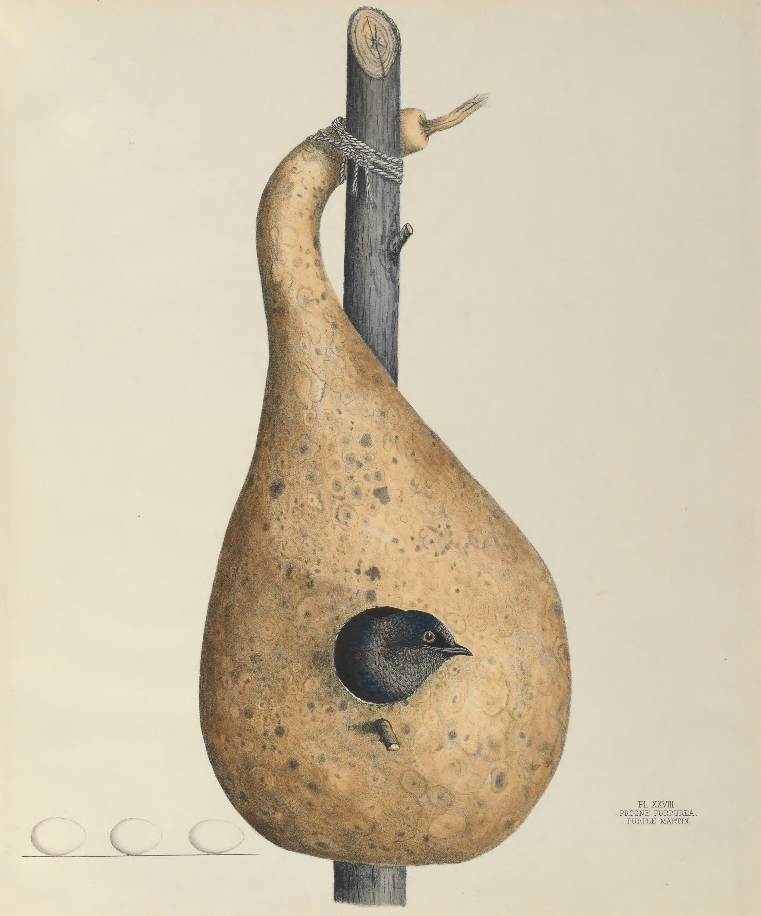 Plate 28. Purple Martin by Genevieve Jones