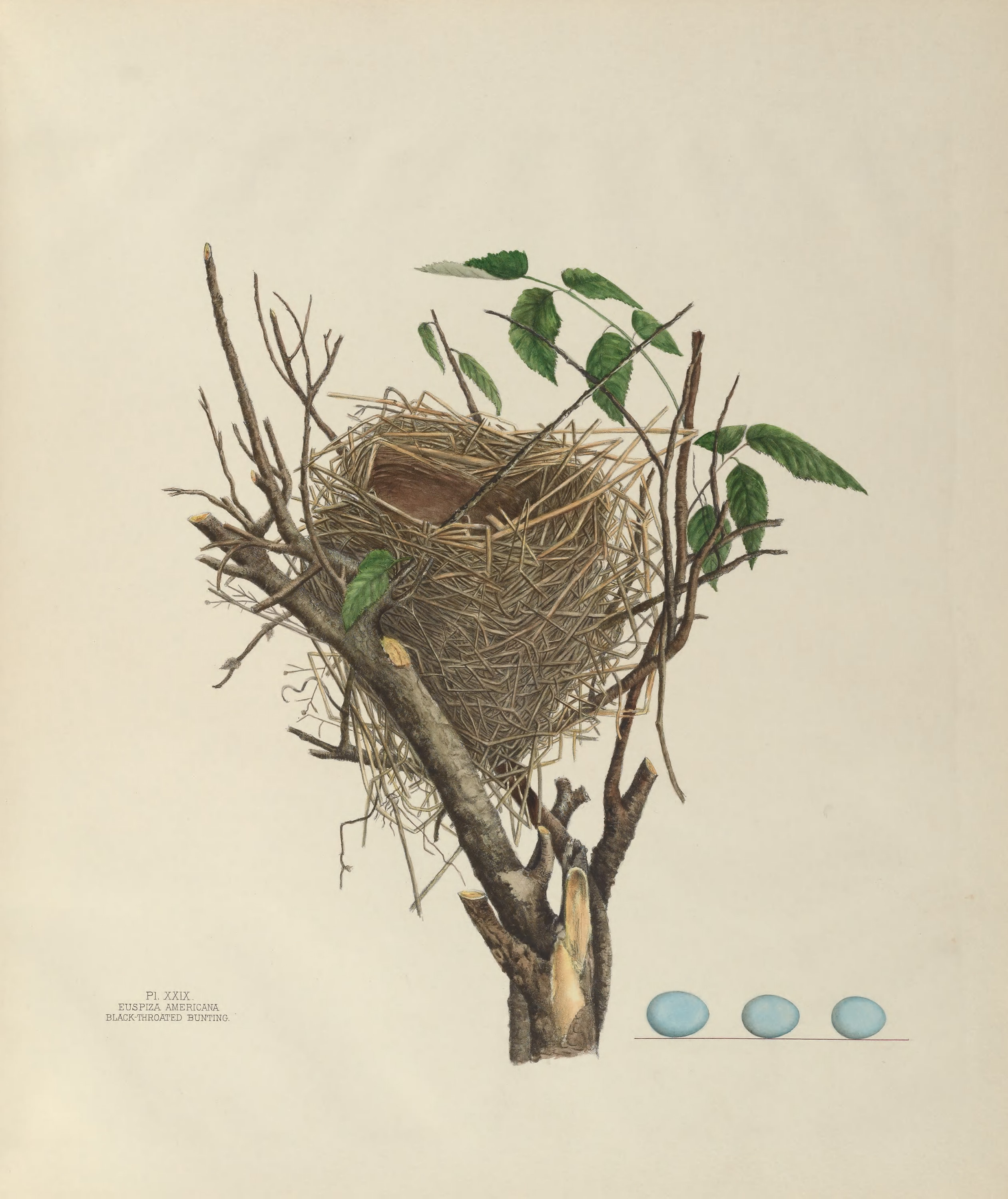 Plate 29. Black-Throated Bunting by Genevieve Jones