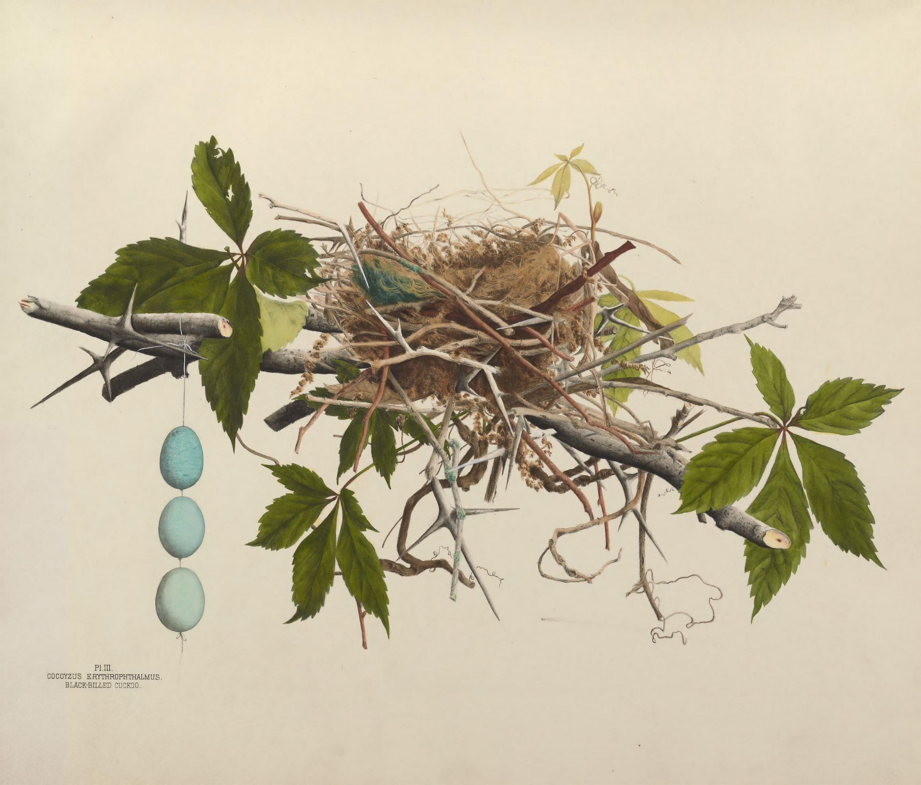 Plate 3. Black-Billed Cuckoo by Genevieve Jones