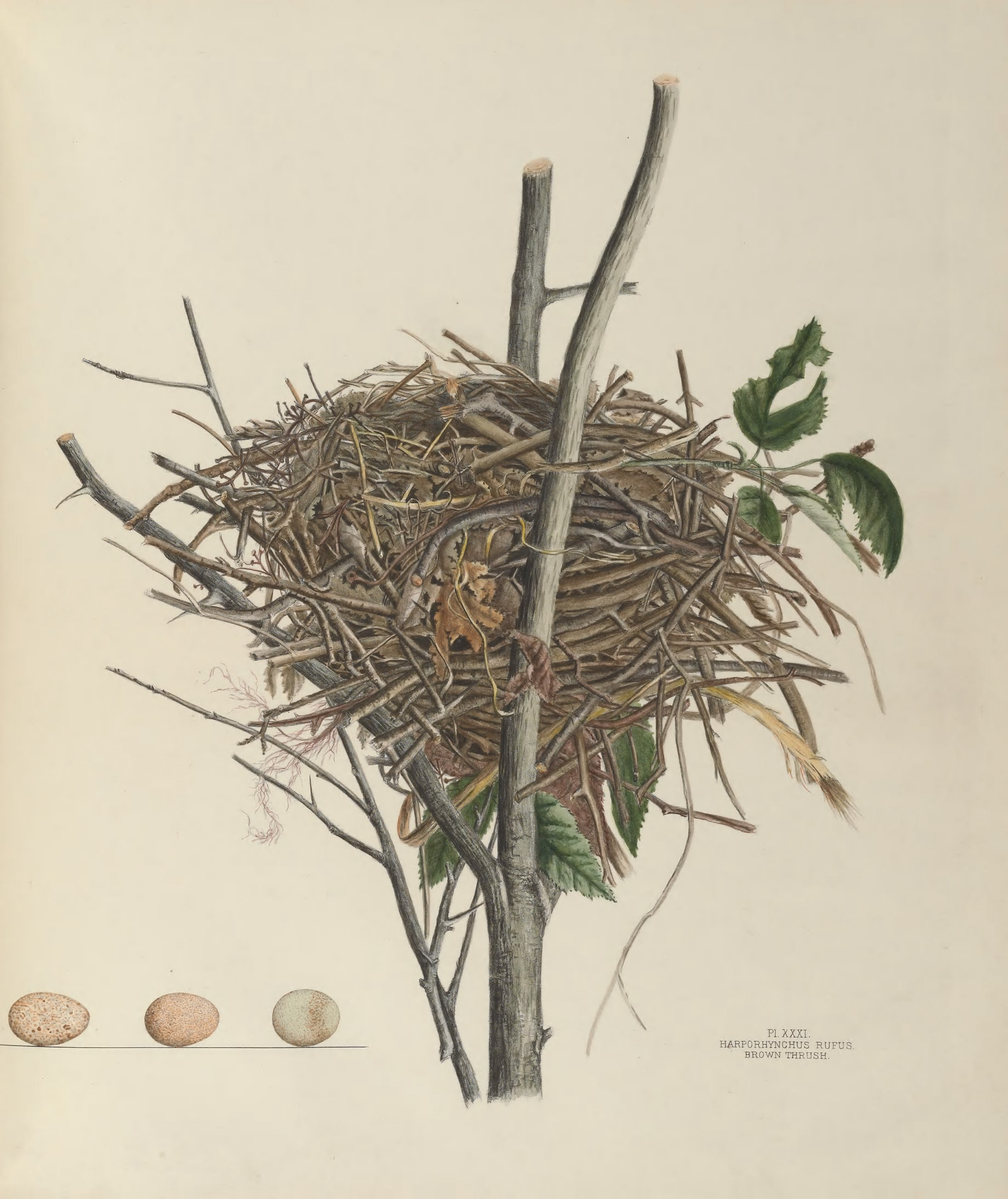 Plate 31. Brown Thrush by Genevieve Jones