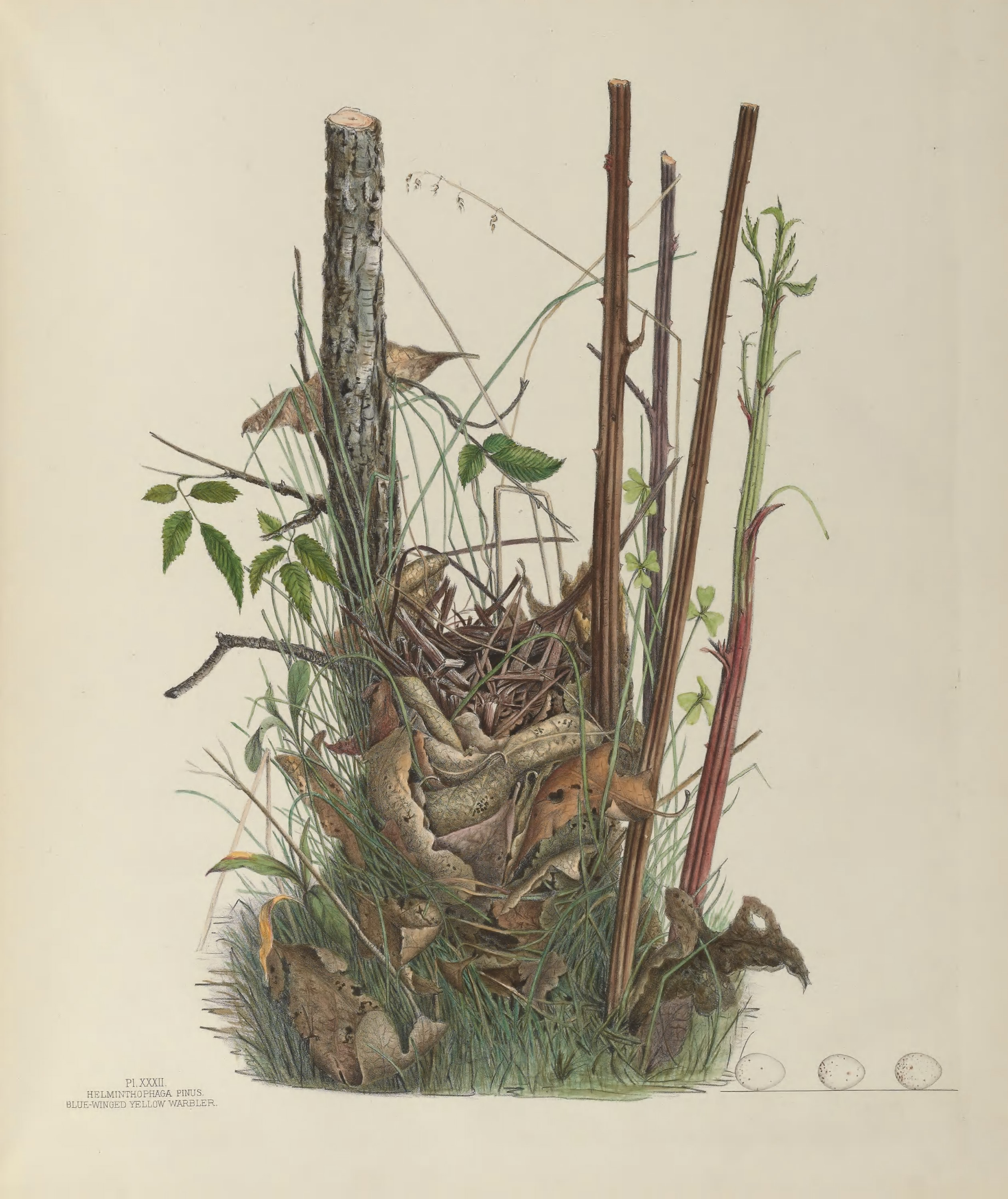 Plate 32. Blue-Winged Yellow Warbler by Genevieve Jones