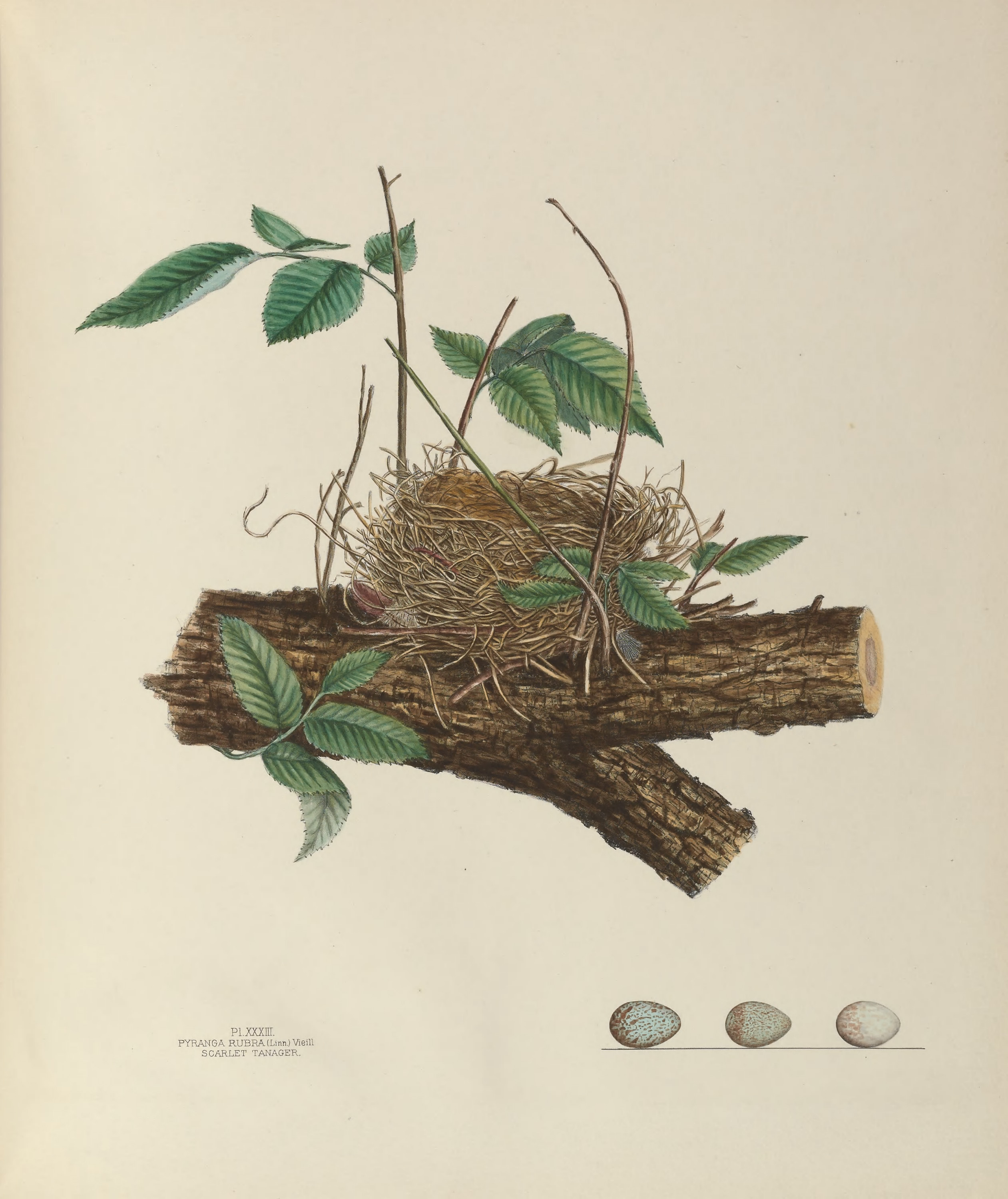 Plate 33. Scarlet Tanager by Genevieve Jones
