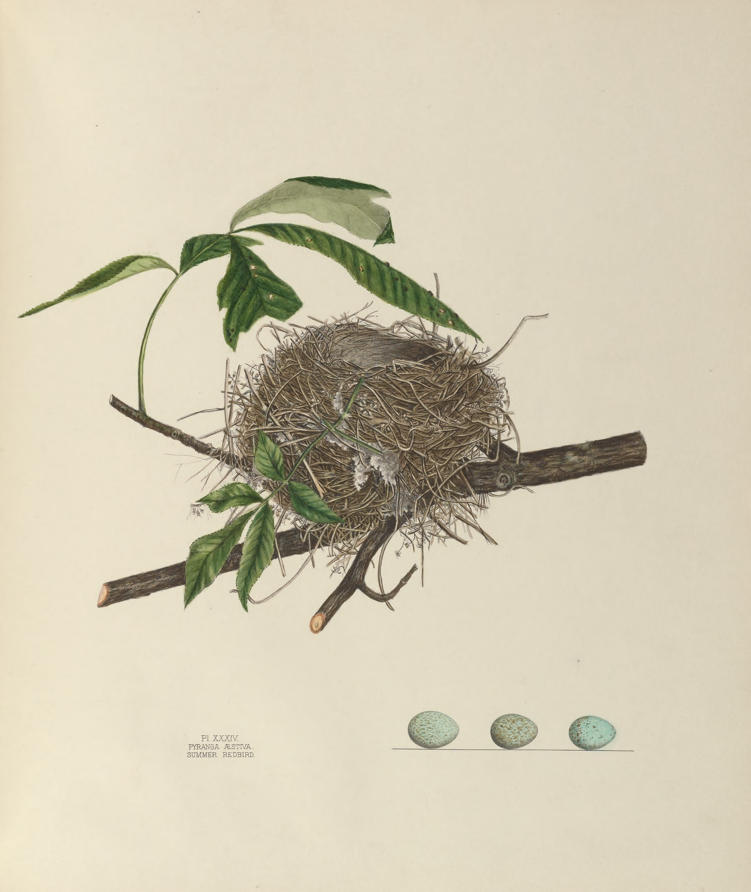 Plate 34. Summer Redbird by Genevieve Jones
