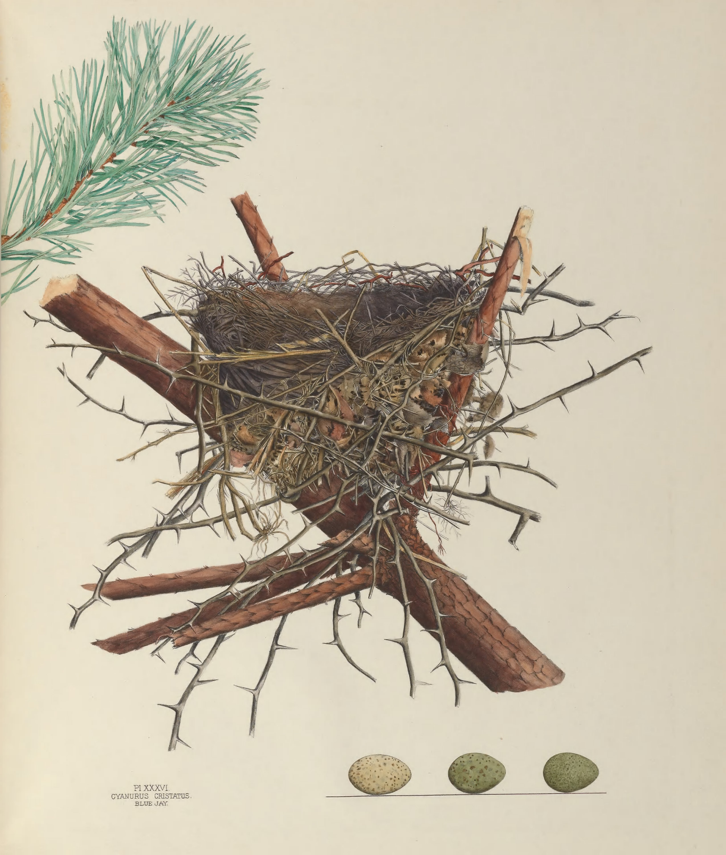 Plate 36. Blue Jay by Genevieve Jones
