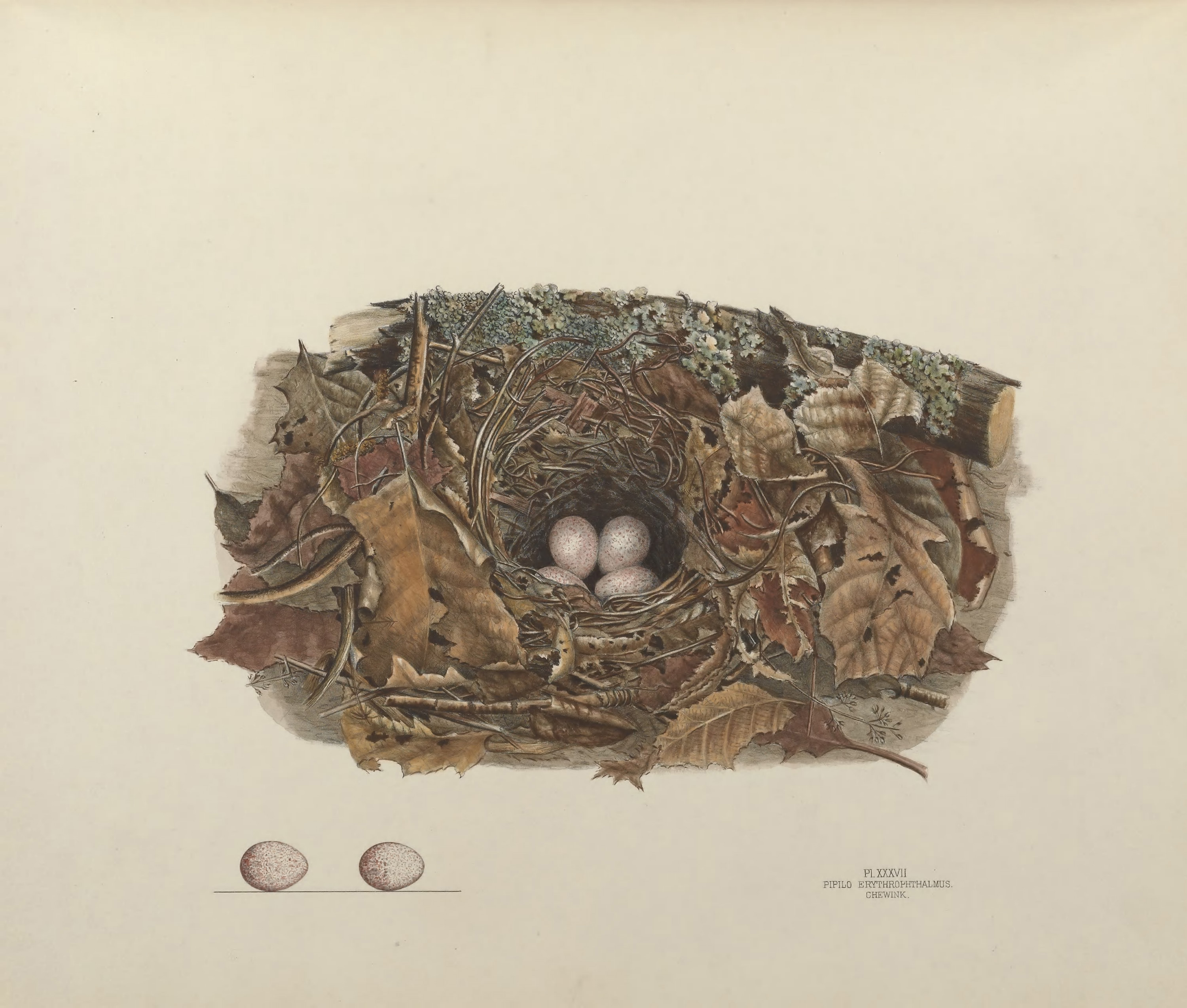Plate 37. Chewink by Genevieve Jones